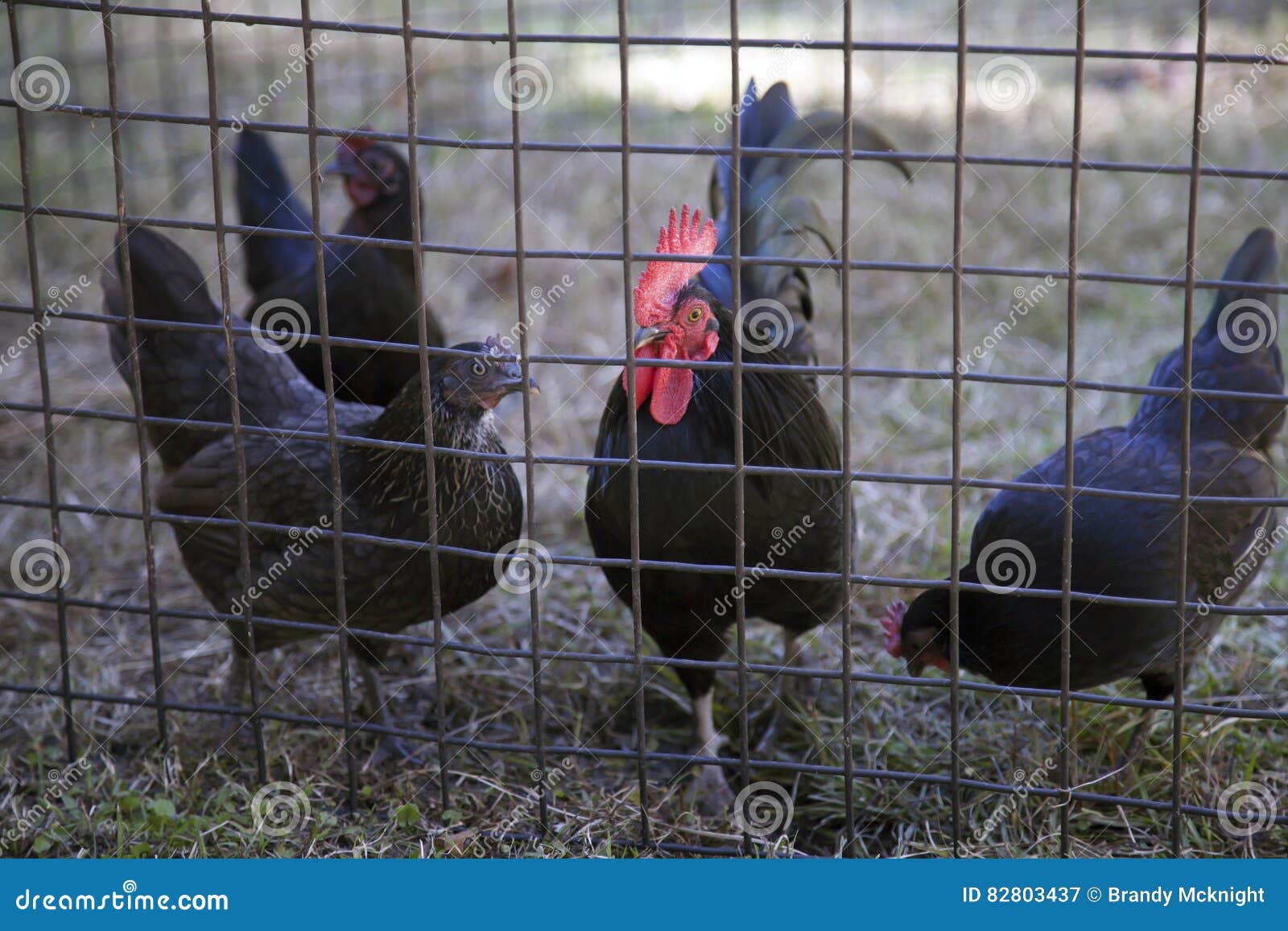 Rooster and Chickens in Cage Stock Image Image of bird, communal