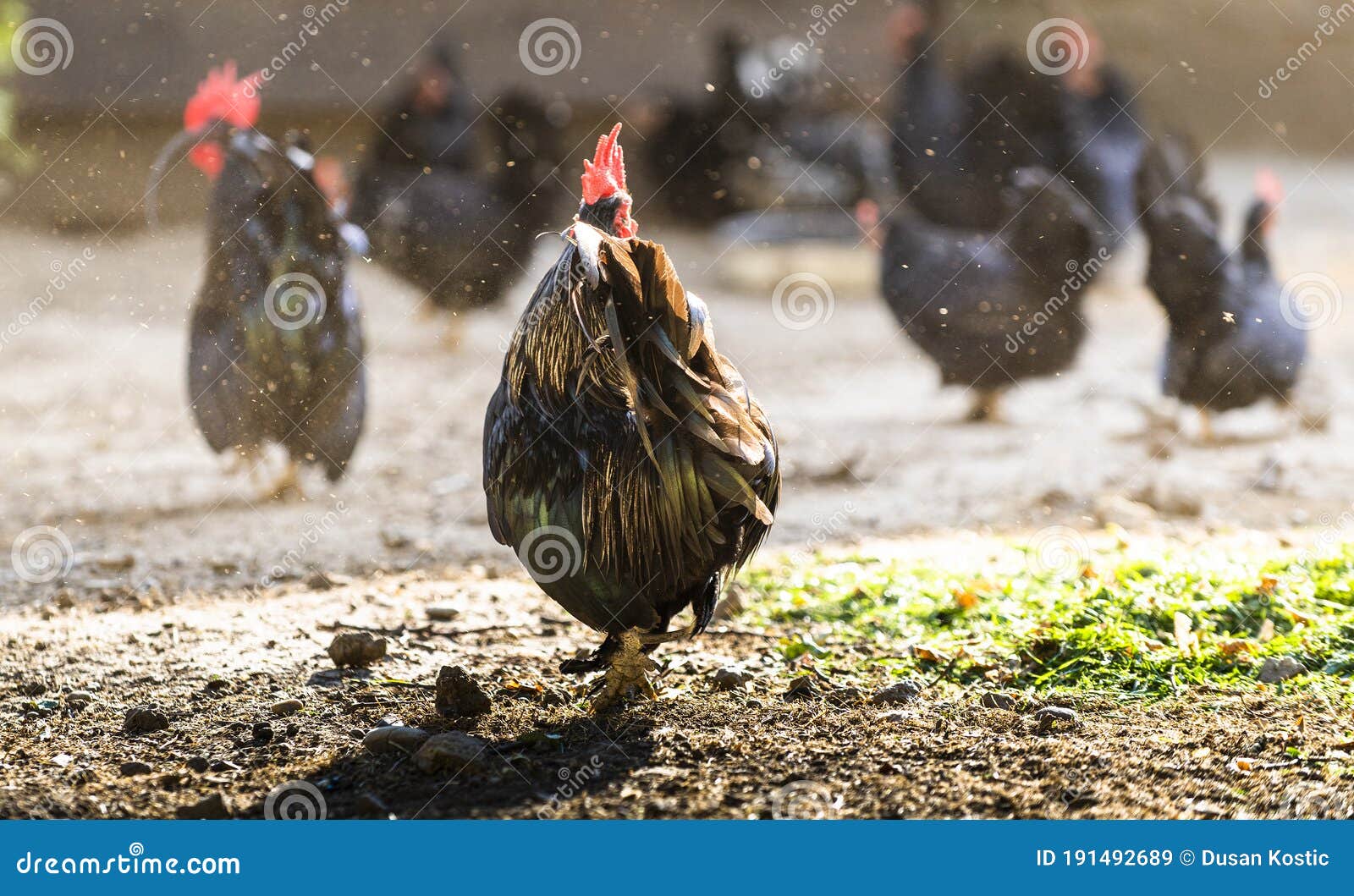 Rooster and Chickens in the Farmyard Stock Image Image of hens, rural