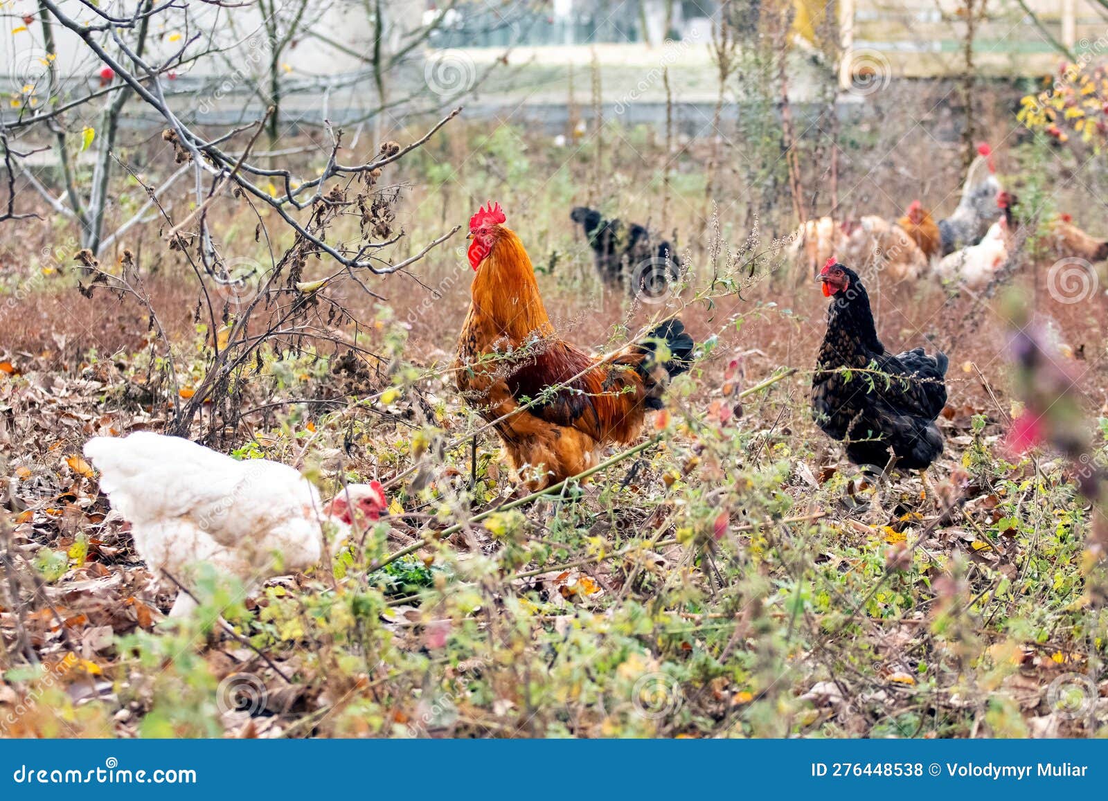 Rooster and Chickens Looking for Food in the Garden in the Fall Stock