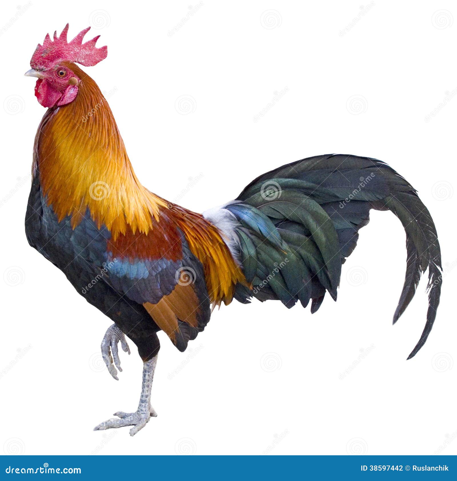 Stock Photography Rooster Colorful Isolated White Background Image38597442