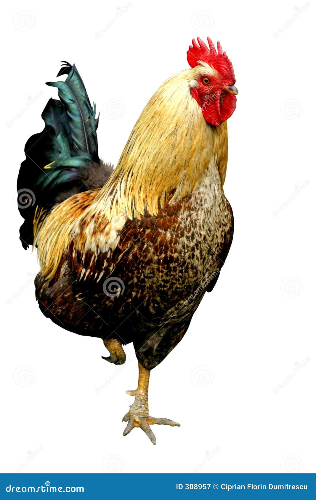 free clip art of rooster - photo #29