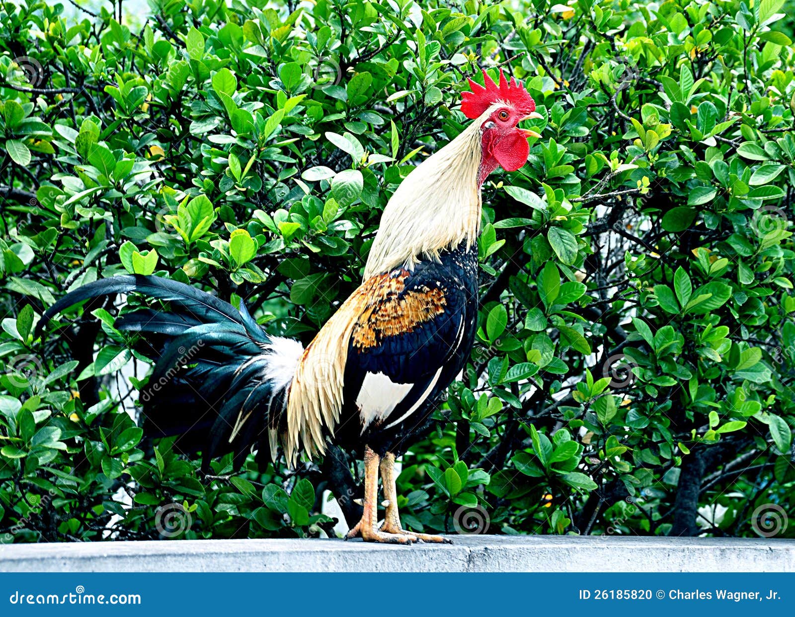Rooster Crowing stock photo. Image of aves, call, animal 26185820