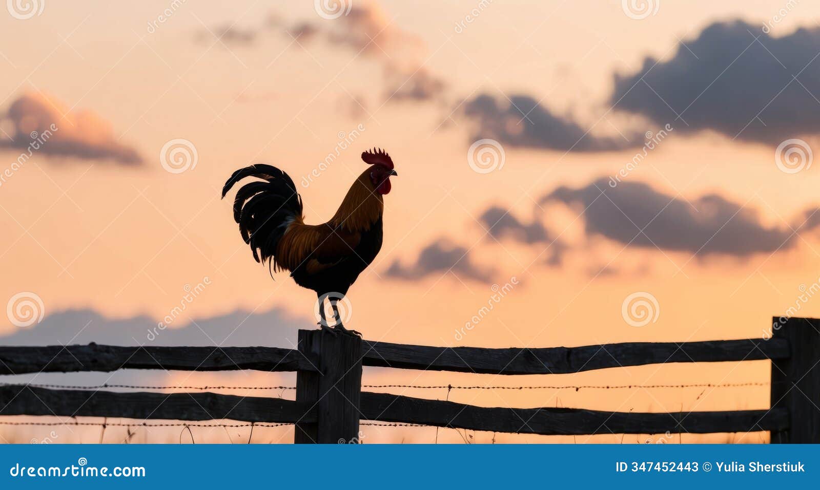 rooster crowing atop a fence at sunrise background proud bird announcing the dawn izing the start of a busy day on
