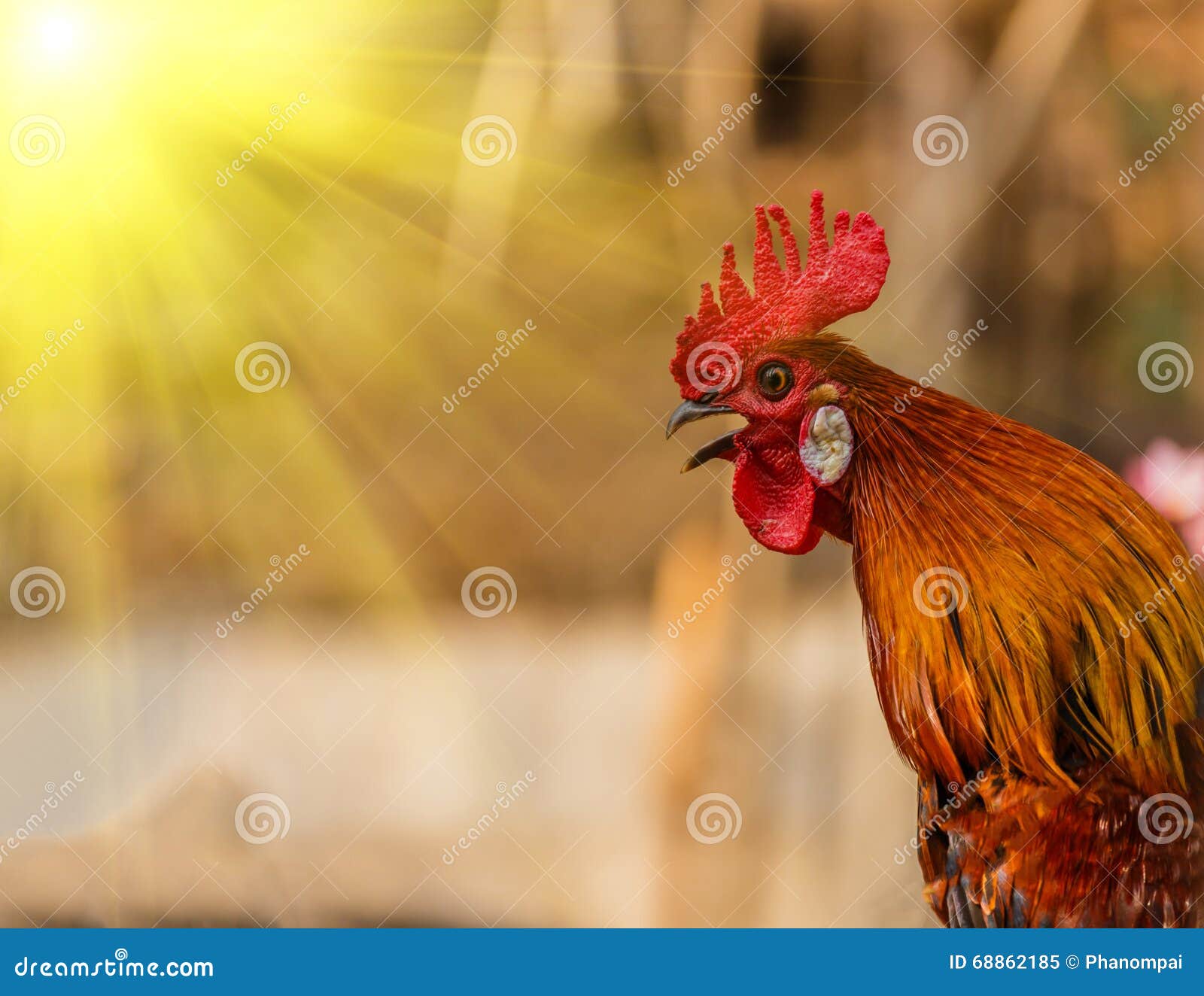 Rooster Crowing in the Morning Sun Stock Image Image of petting