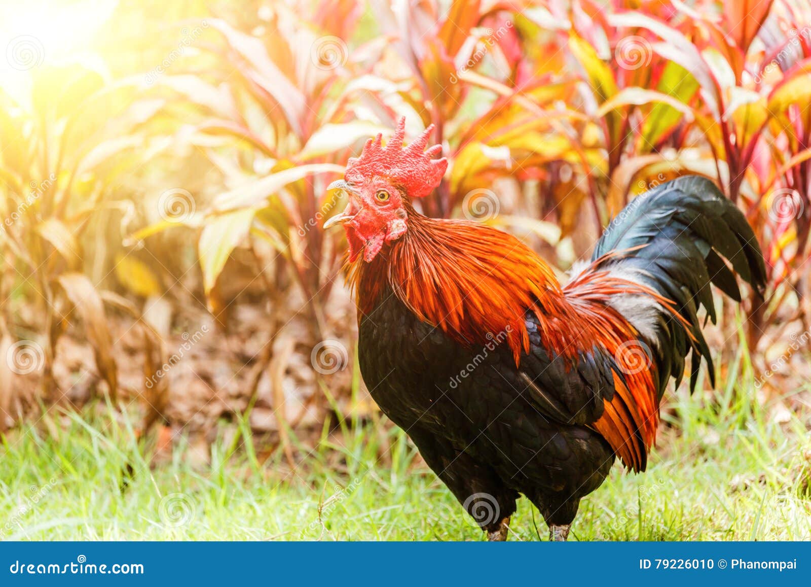 Rooster Crowing in the Morning Sun Stock Photo Image of brown, dawn