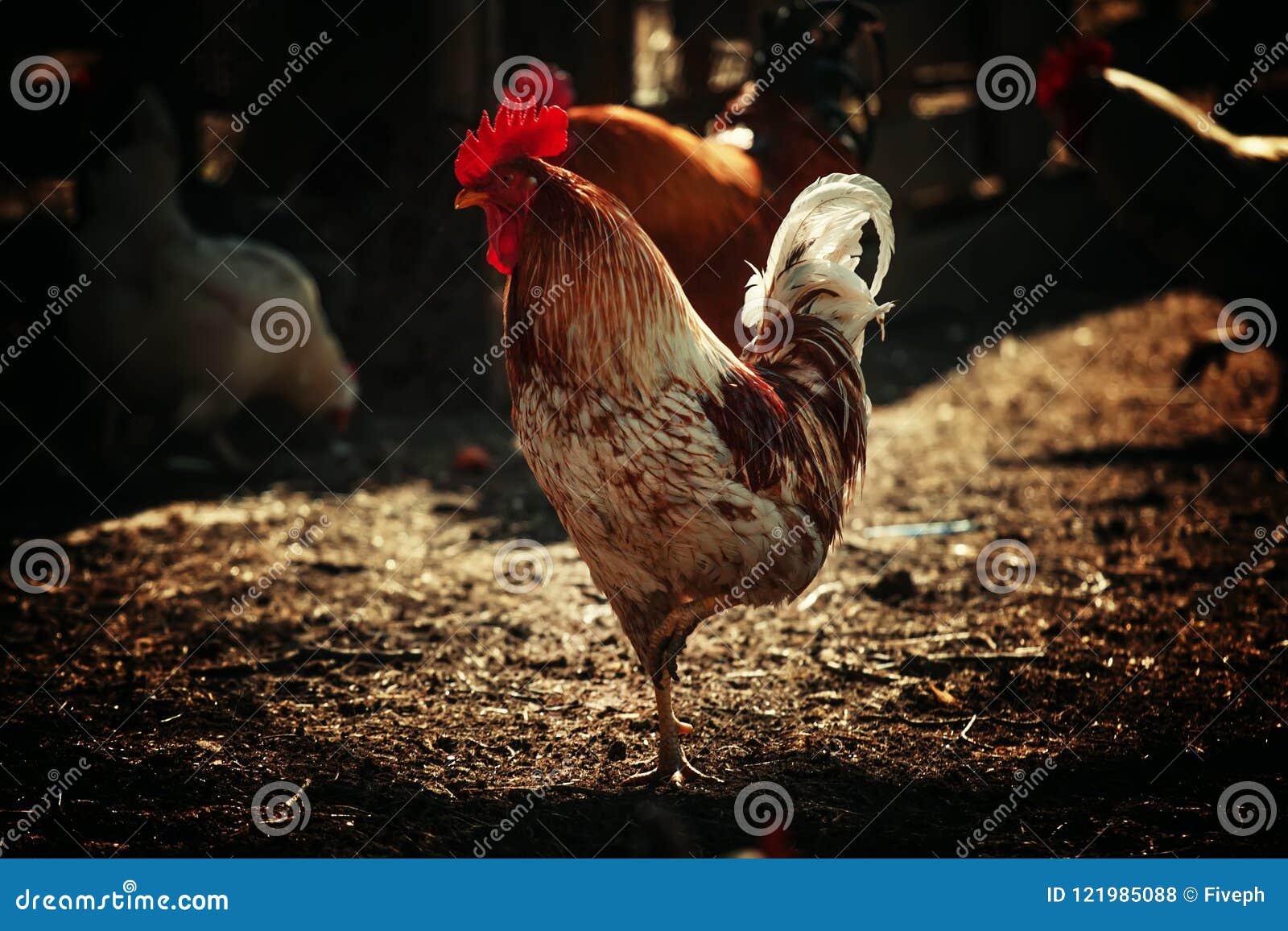 rooster, dark background, low key, selective focus