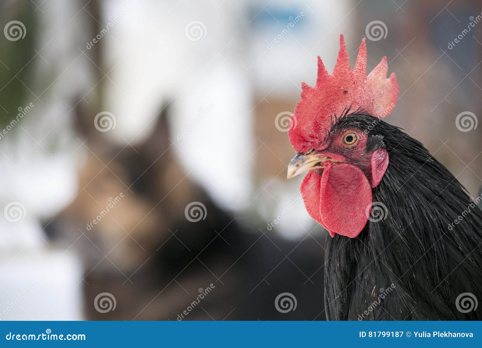 Rooster and dog stock image. Image of friendship, livestock 81799187