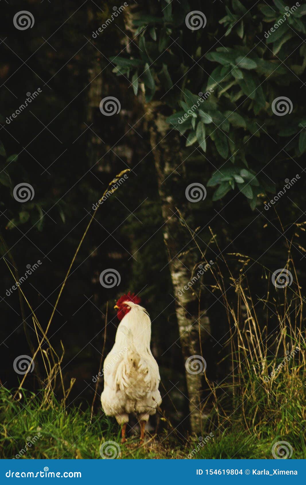 rooster on the edge