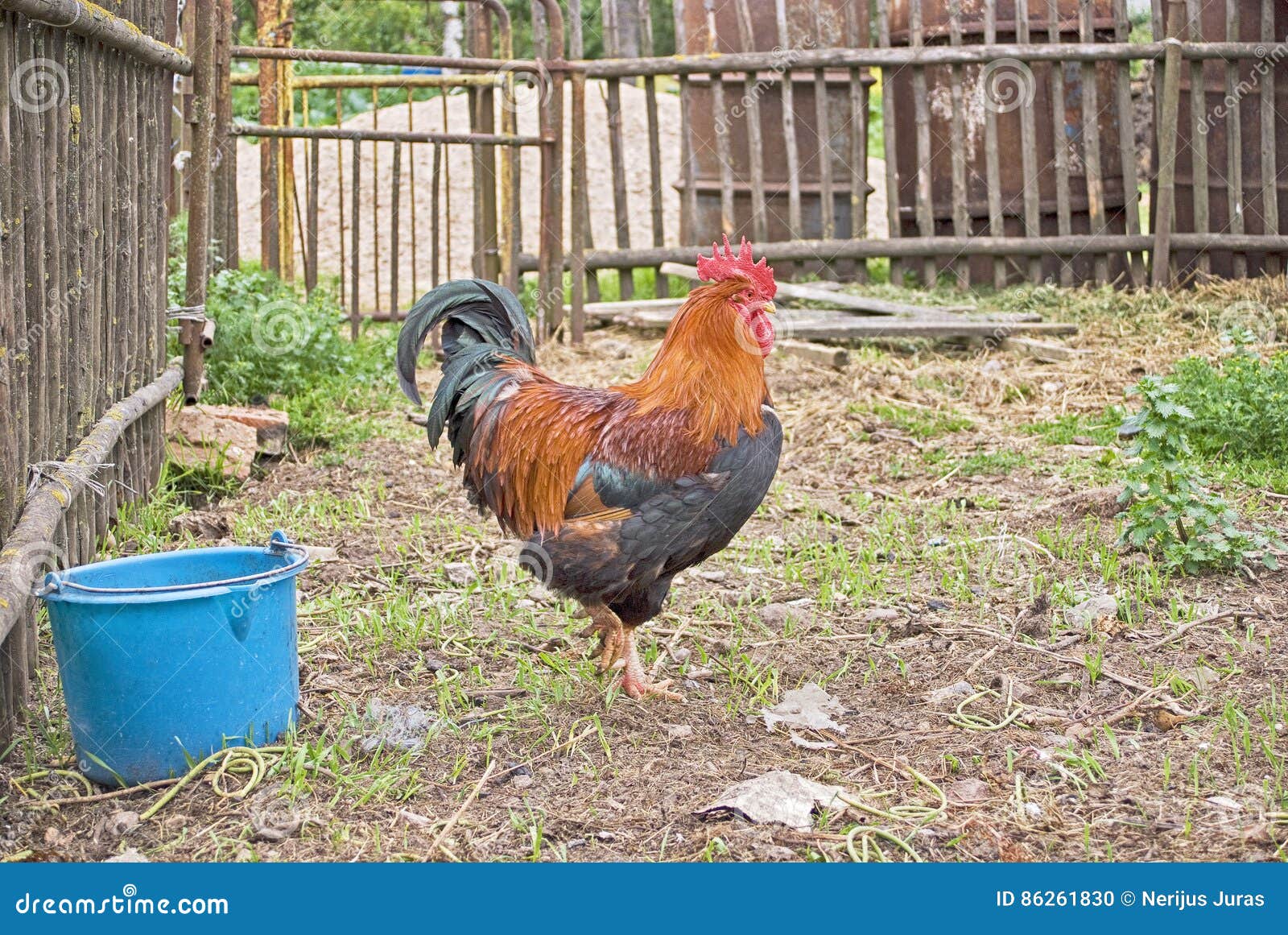 The rooster enclosure stock photo. Image of fowl, food 86261830