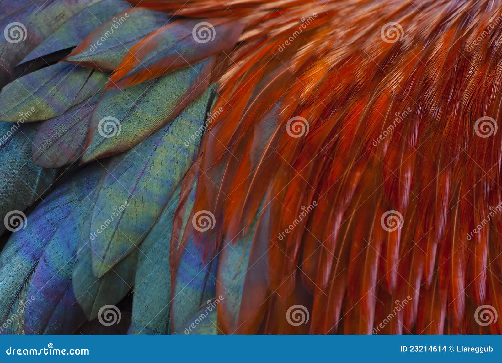 Rooster Feathers stock photo. Image of orange, blue, fauna - 23214614