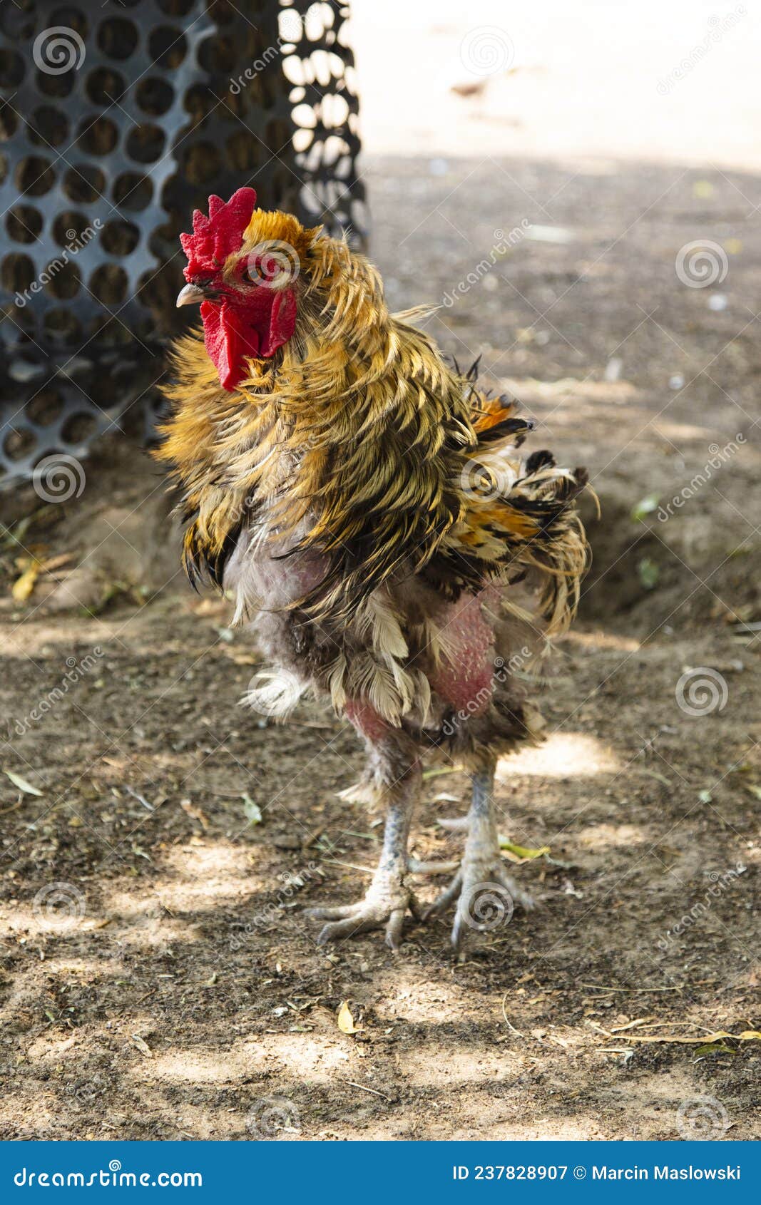 Rooster without Feathers Poses for a Photo, an Animal after a Difficult  Experience Stock Image - Image of beak, mane: 237828907