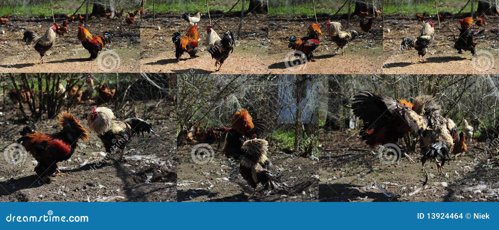 Rooster fight stock photo. Image of farm, chicken, bird 13924464