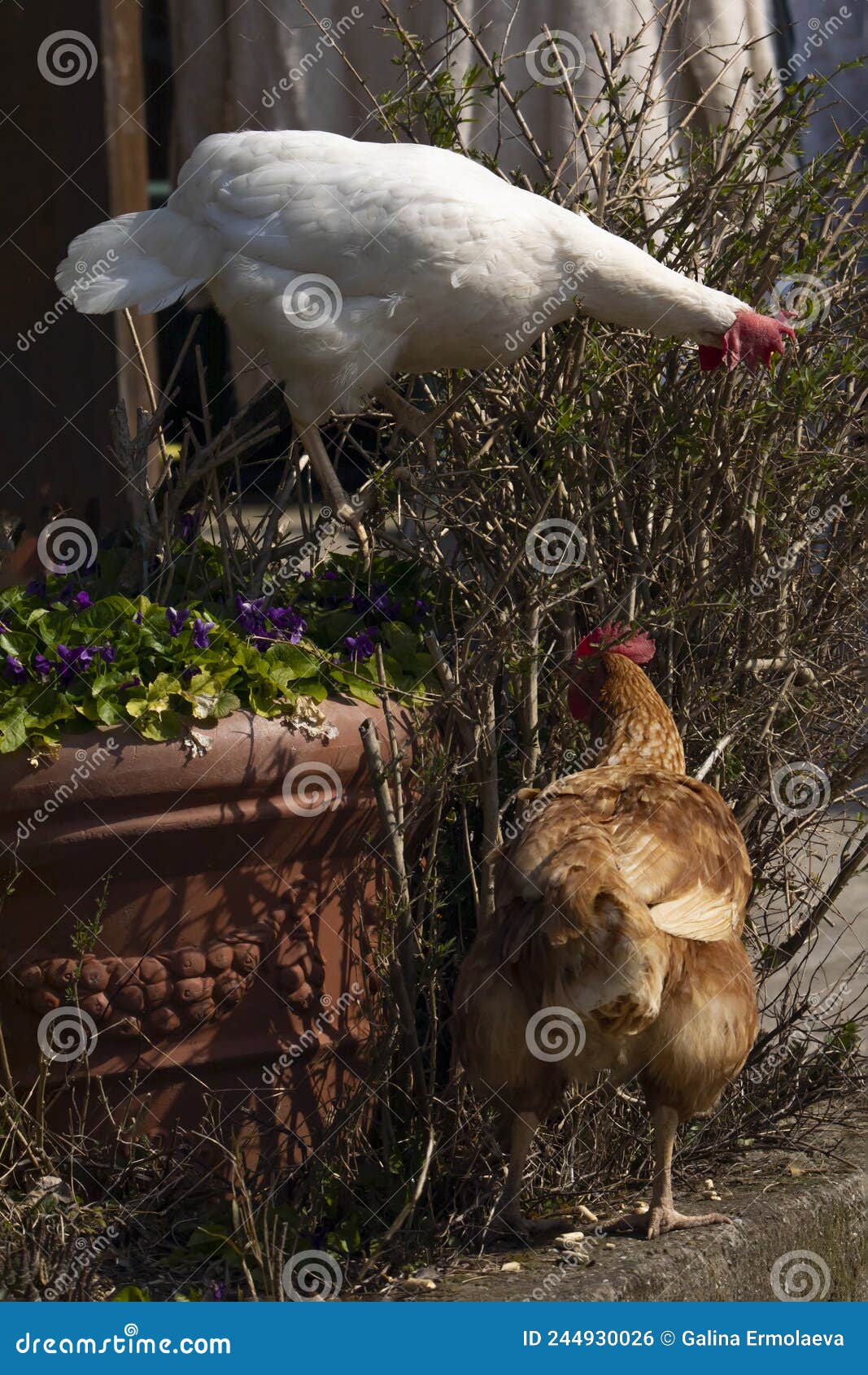 the rooster and the hen climbed into the garden and pecked at the bush