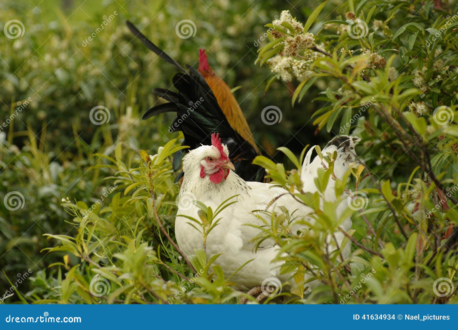 Rooster and hen stock photo. Image of feathers, animal 41634934