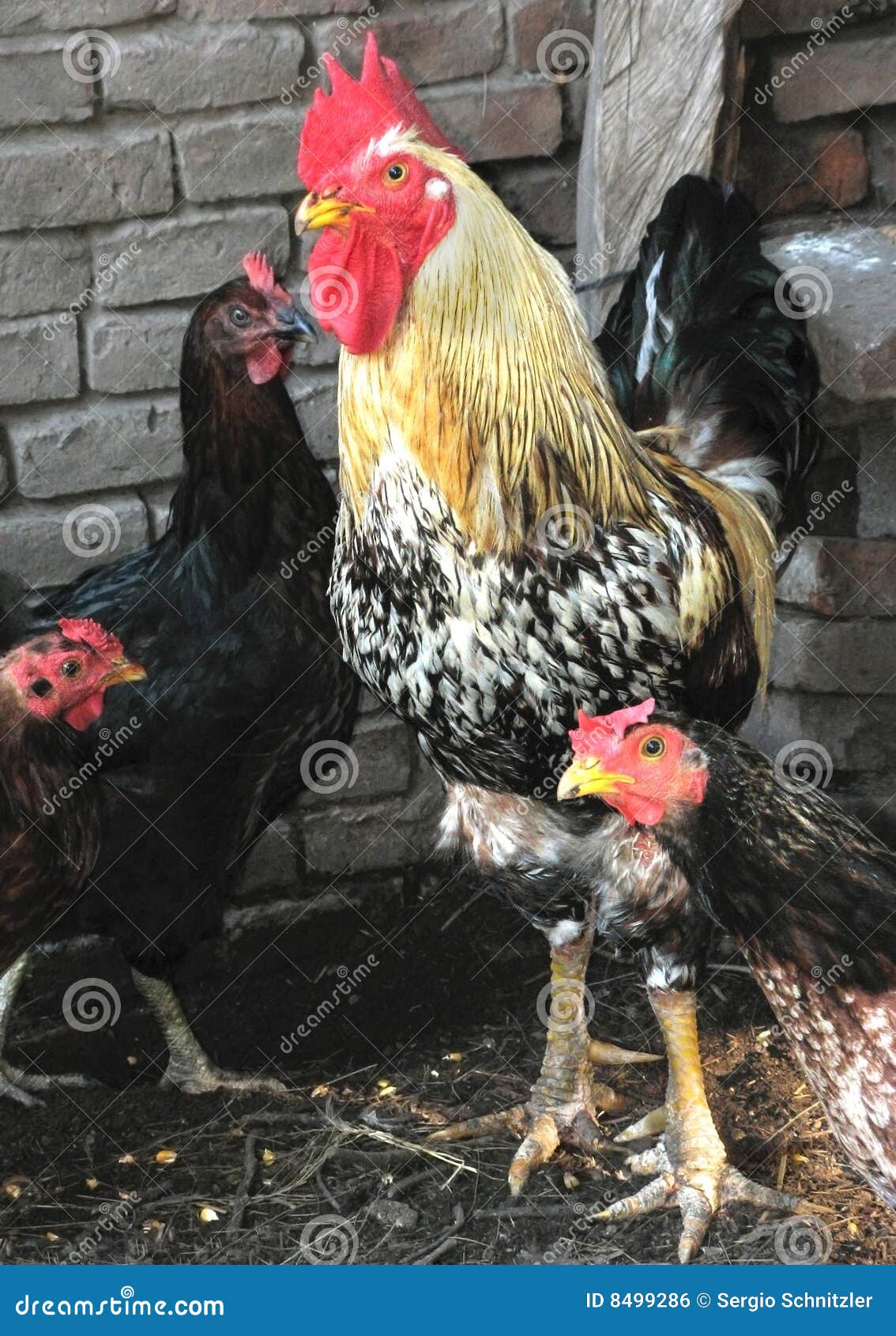 Rooster and hens stock photo. Image of chicken, cockerel 8499286