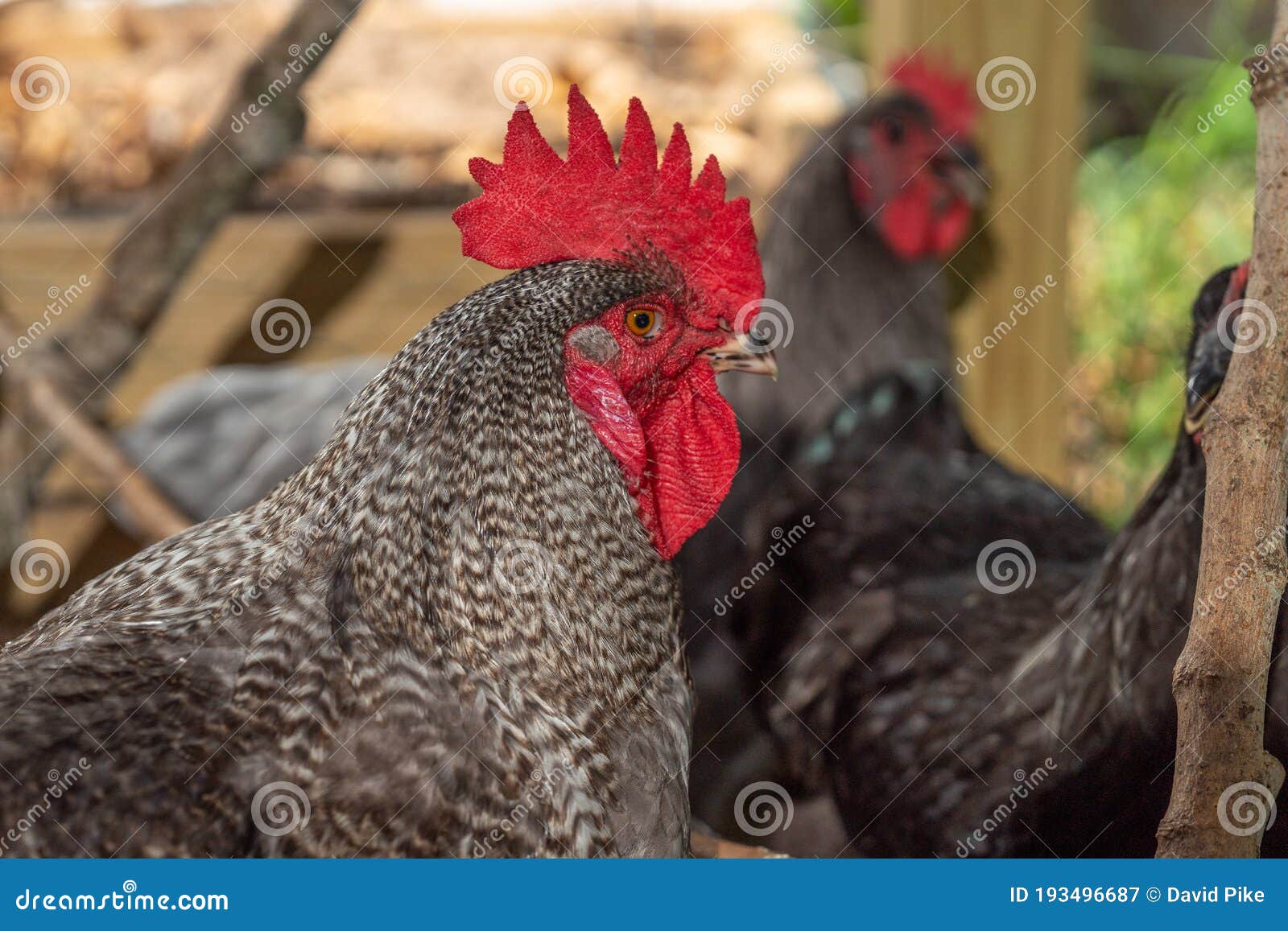 Rooster with Hens in a Coop Stock Image Image of beautiful, drawn