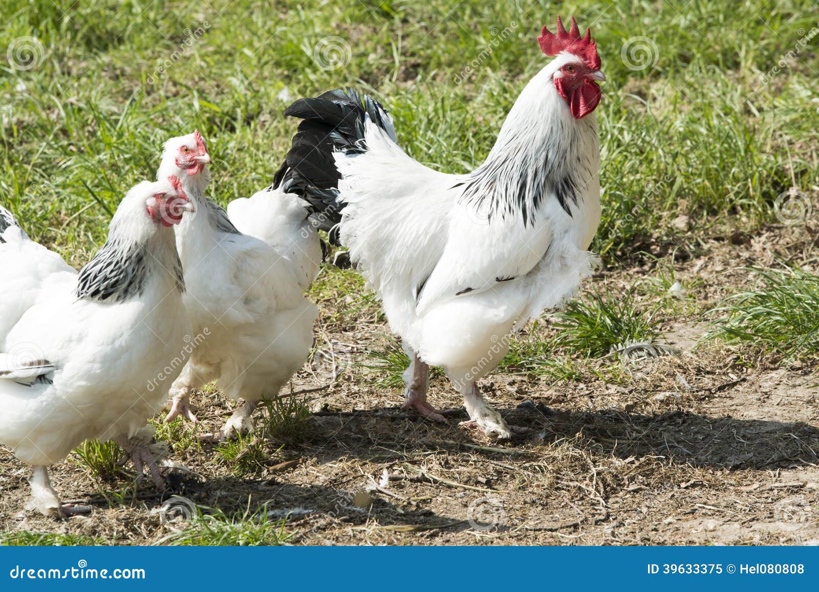 rooster and hens, white and black feathered rooster and hens