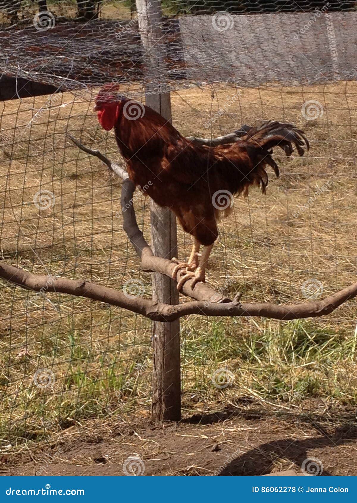 Rooster and his perch stock photo. Image of sitting, protecting 86062278
