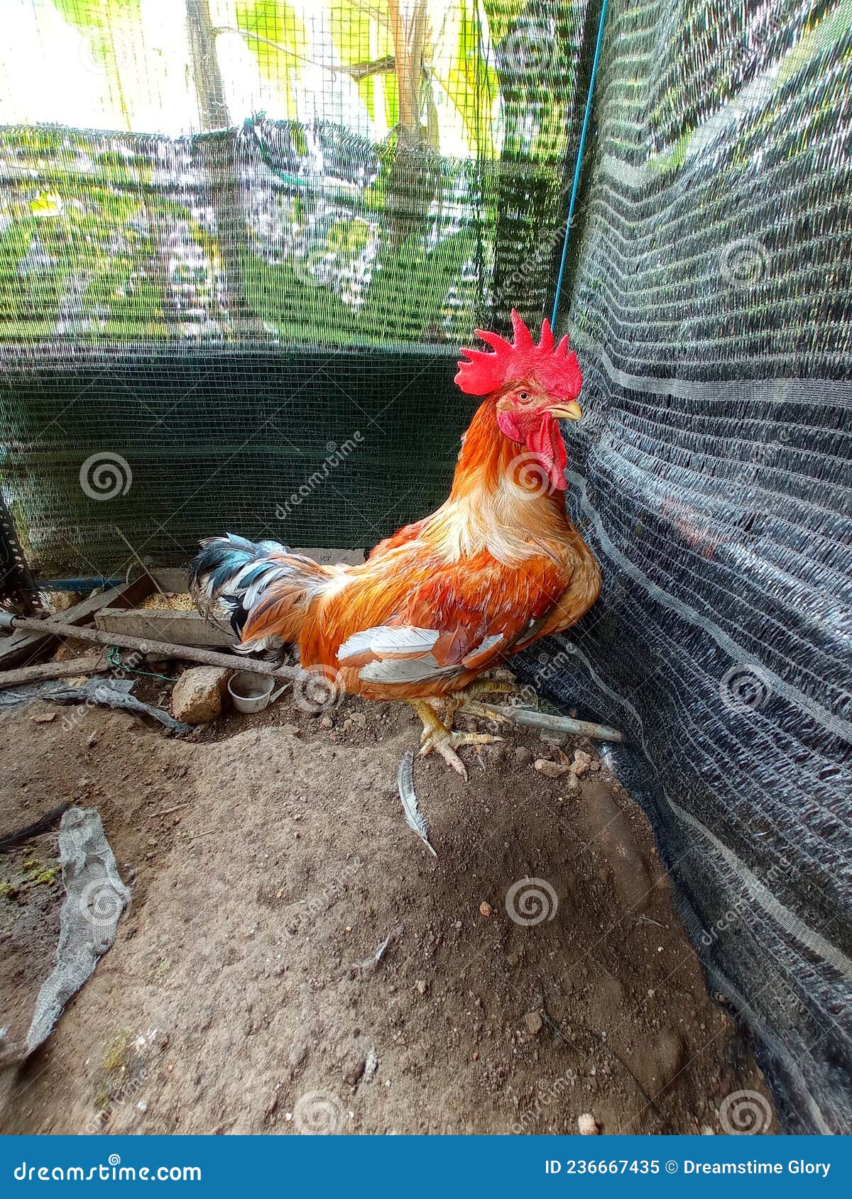 The Rooster Inside the Chicken Coops Stock Image Image of wing