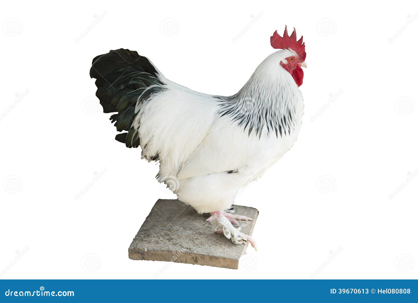 white feathered rooster with black tail and red cockscomb -  on white