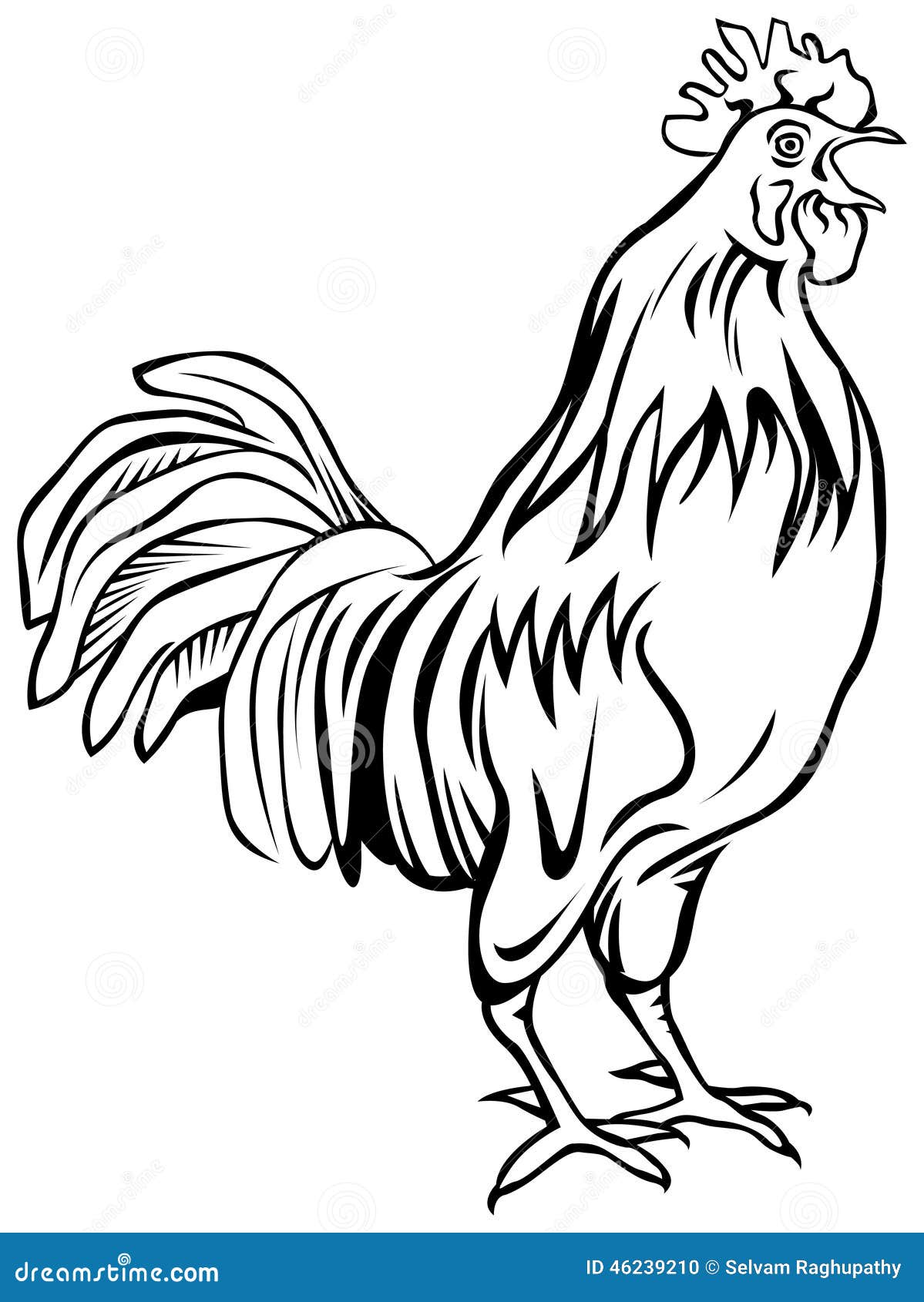 Rooster stock vector. Illustration of attractive, cluck 46239210