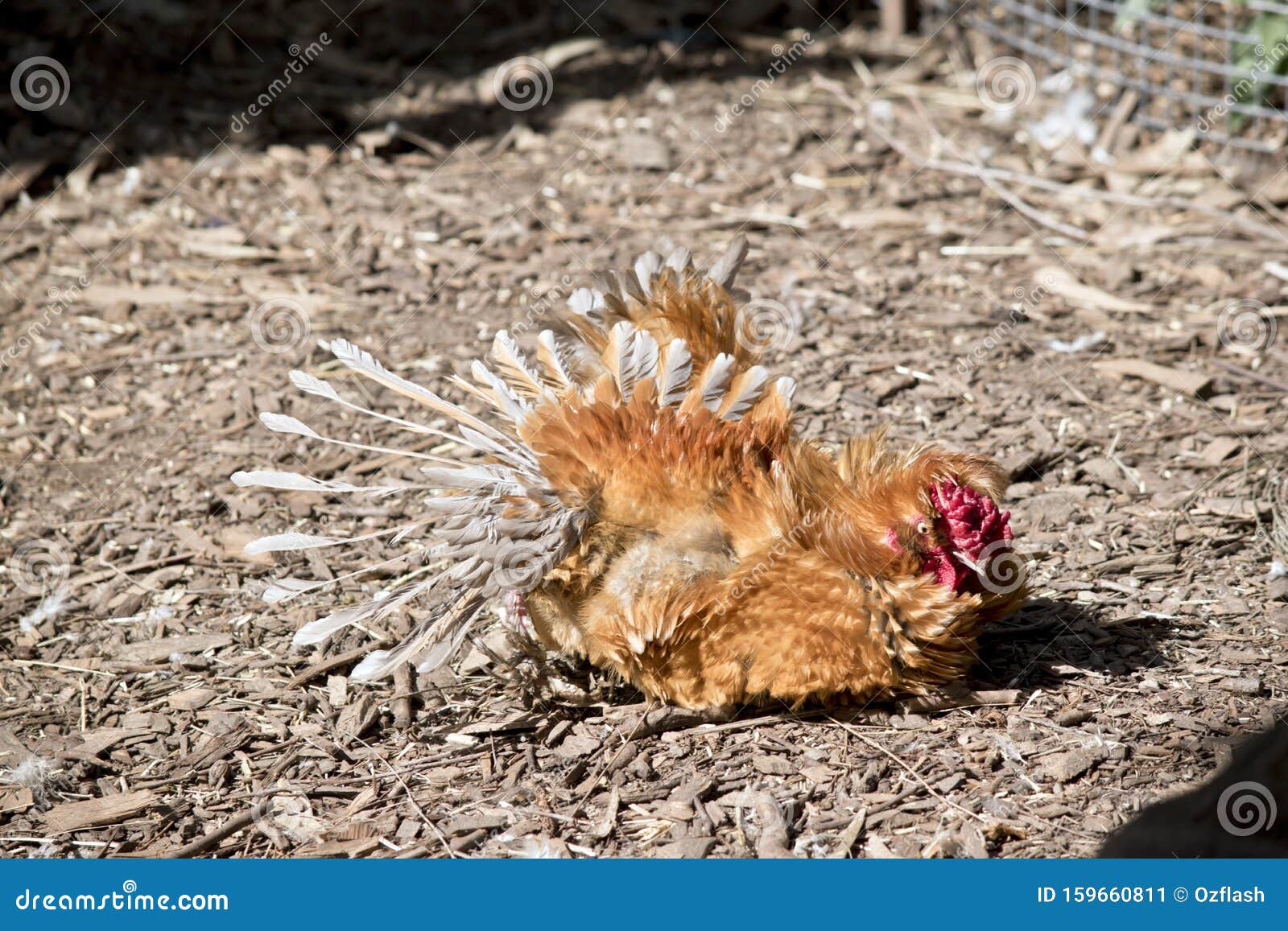 The Rooster is Lying on the Ground Stock Image Image of feathers