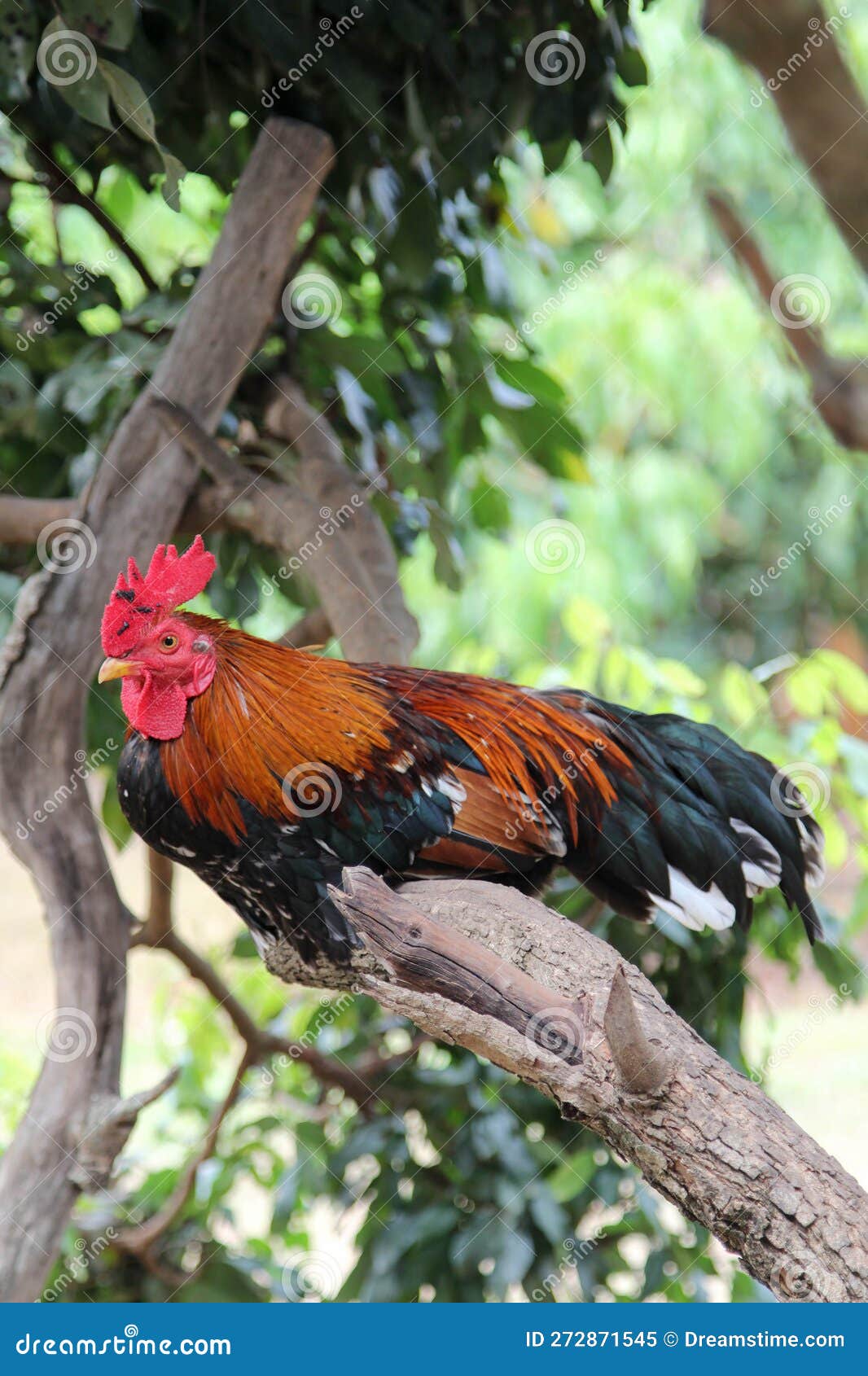 Chicken Perched on Tree Branch Stock Image Image of plant, fowl