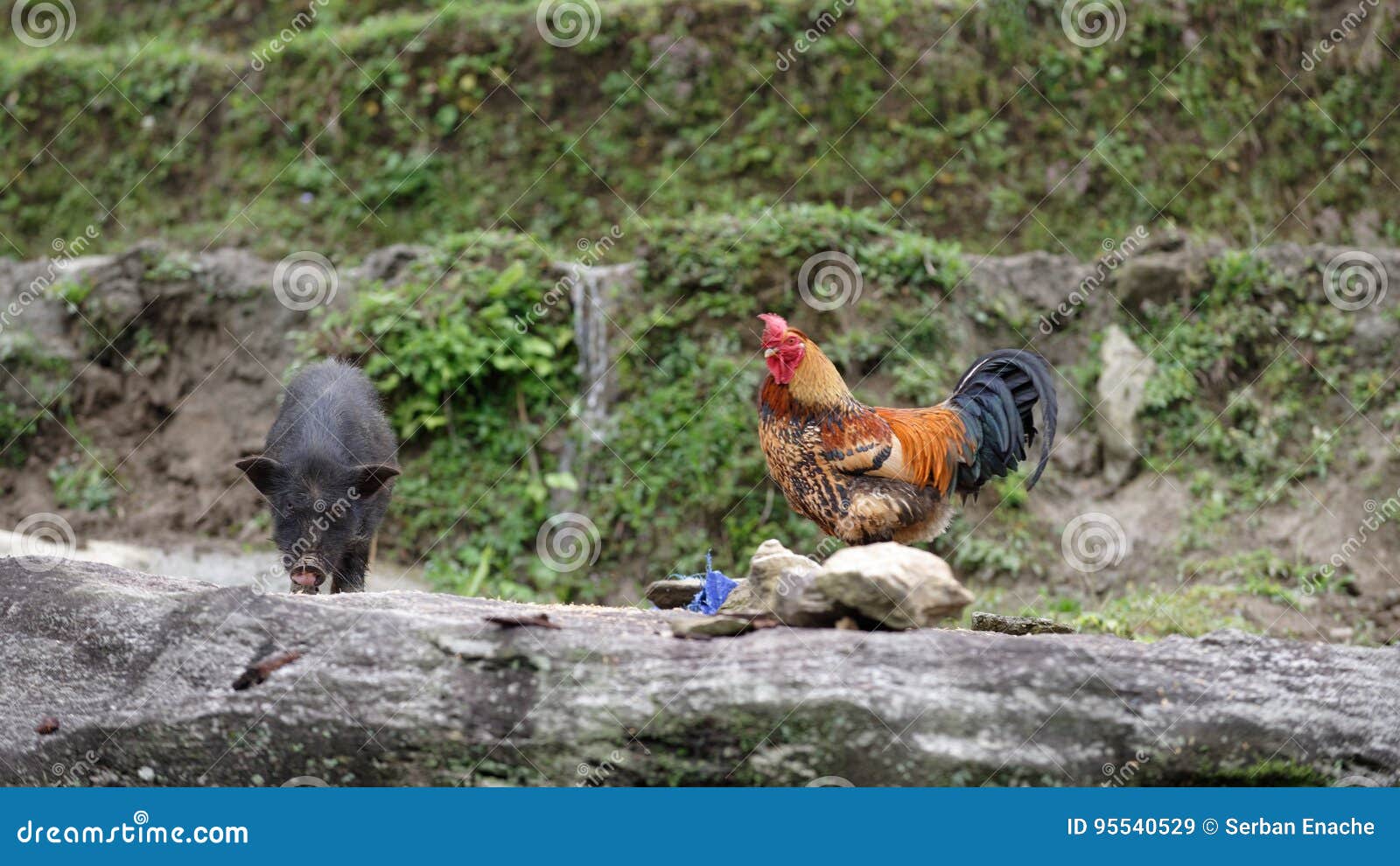 Rooster and pig stock image. Image of nature, stone, farm 95540529