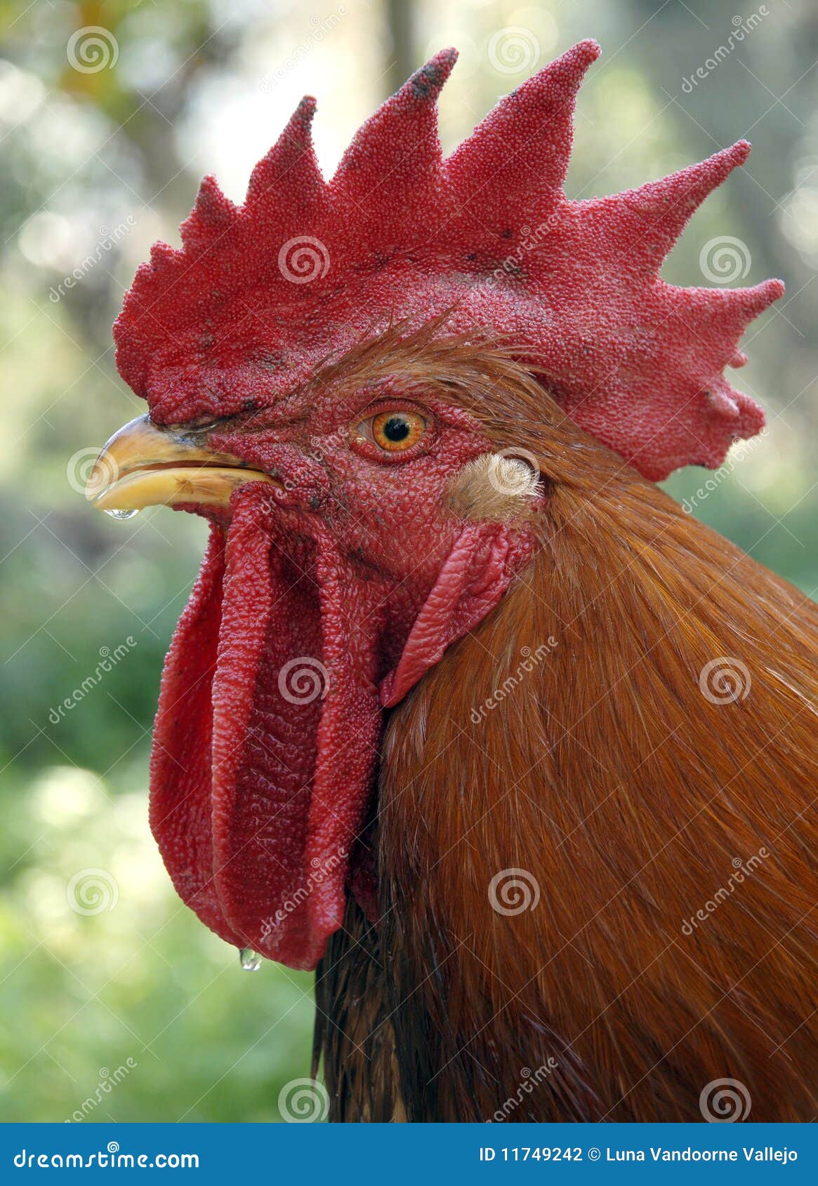 Rooster portrait stock photo. Image of rooster, protective 11749242