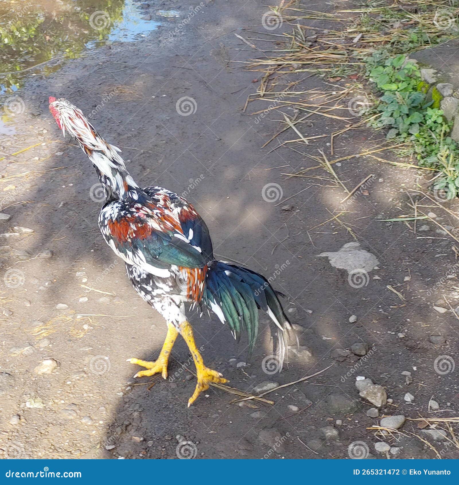 Rooster Roaming Around in the Yard Stock Photo Image of village