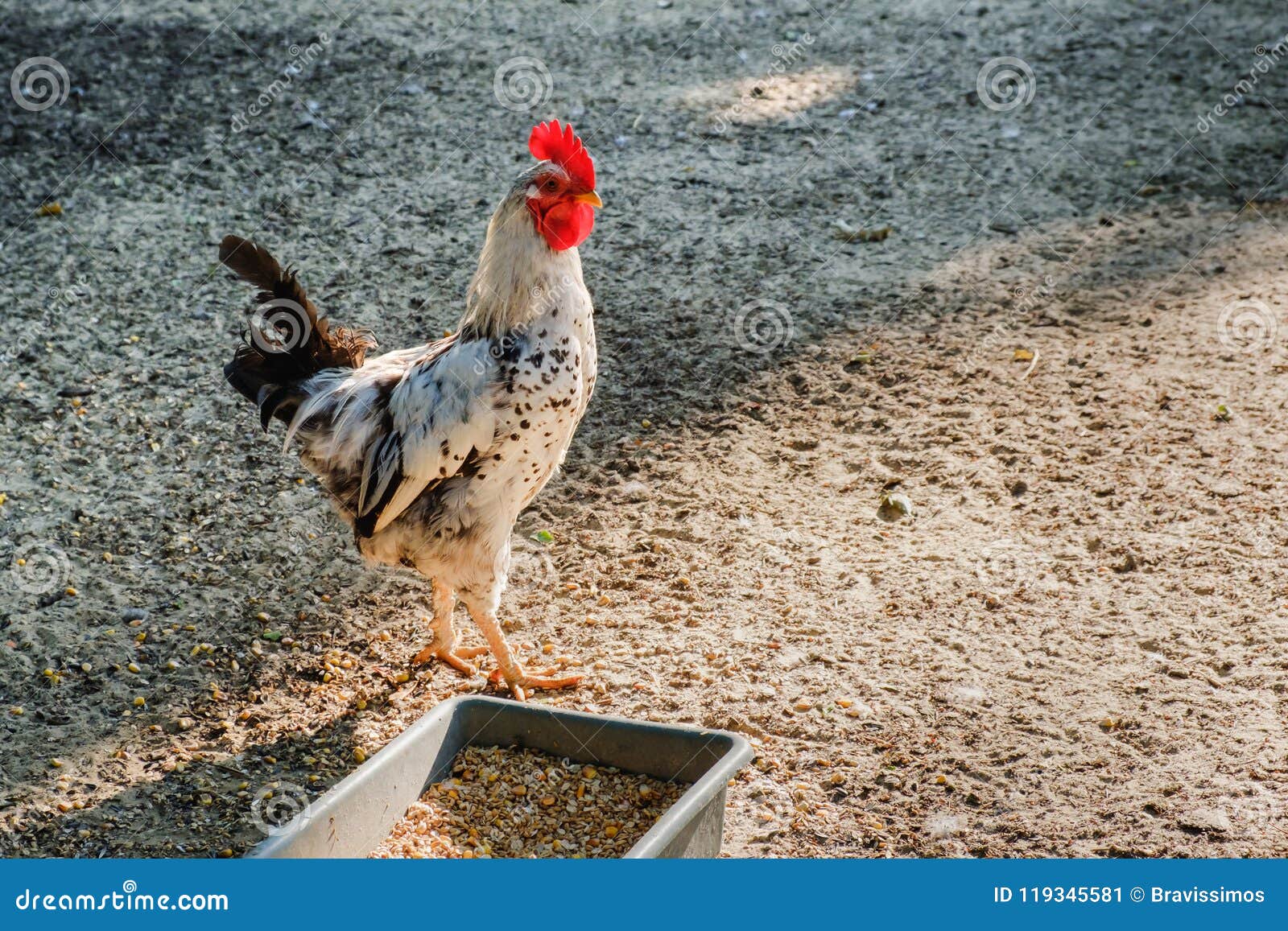 rooster run along the sand on rural farm.