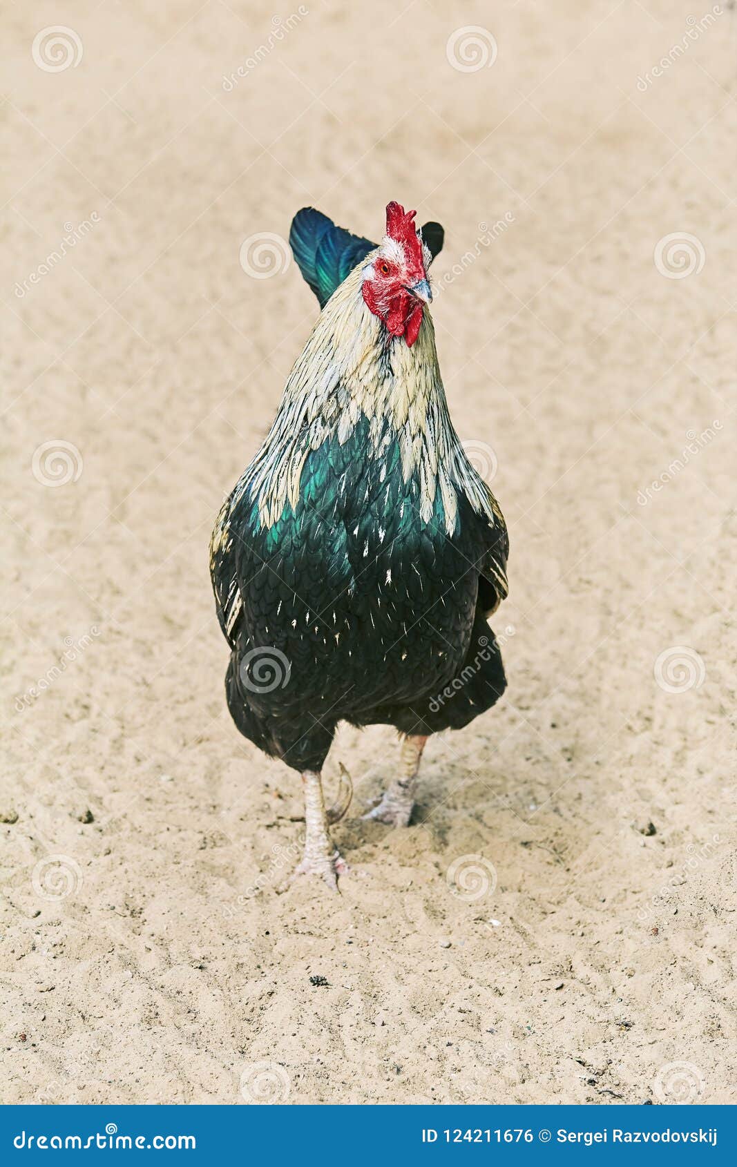 Rooster on Sand stock photo. Image of comb, gallus, avifauna 124211676