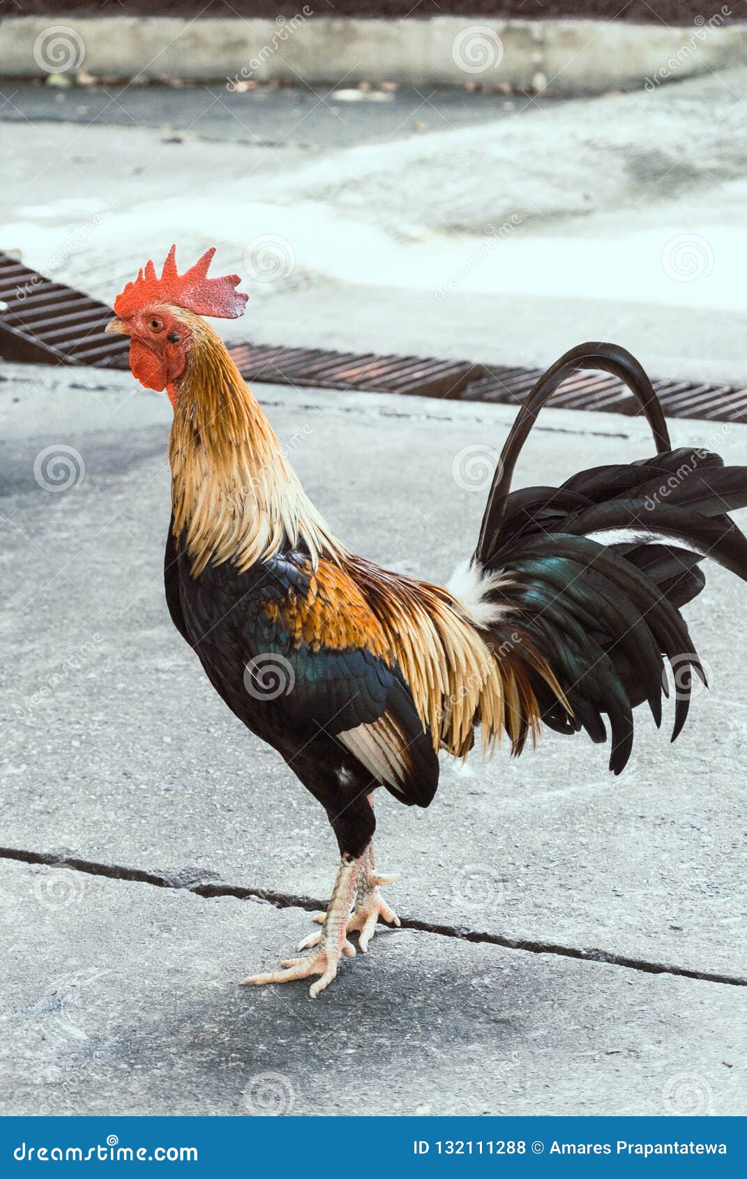 A Rooster is Standing Alone on Concrete Floor. Stock Photo Image of