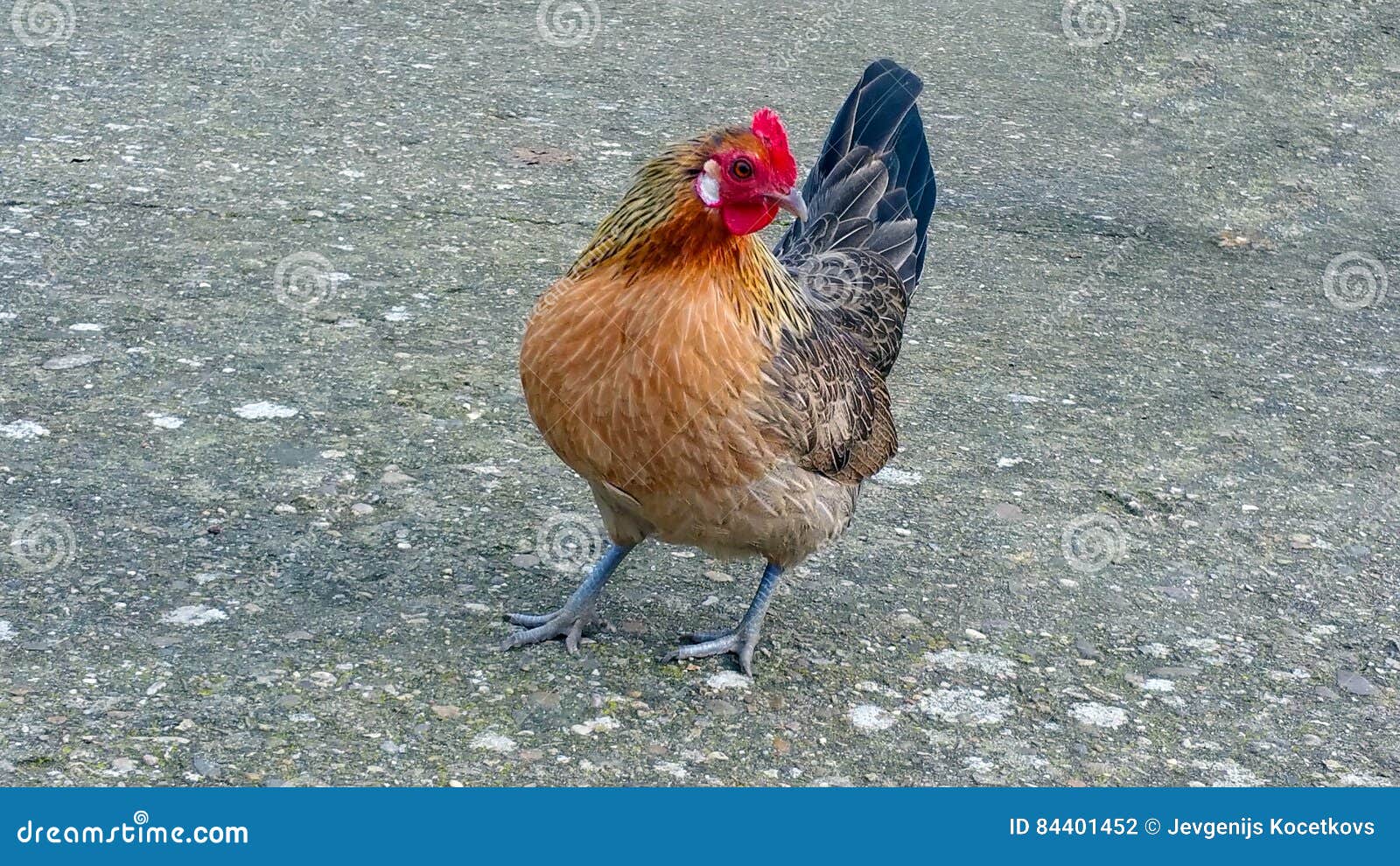 Rooster standing alone stock photo. Image of elegant 84401452