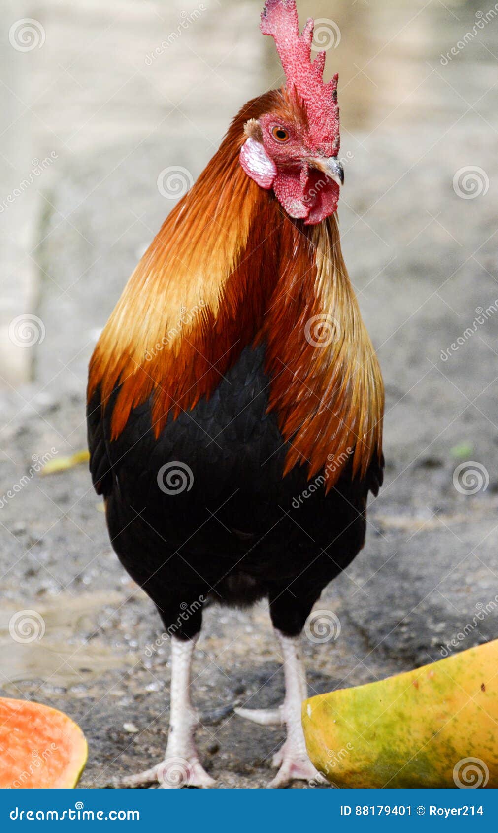 Rooster stock image. Image of cluck, comb, fowl, farming 88179401