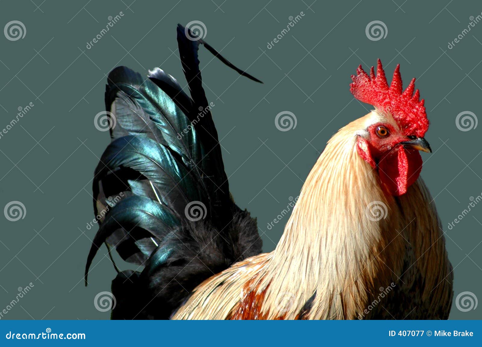 https://thumbs.dreamstime.com/z/rooster-tail-407077.jpg