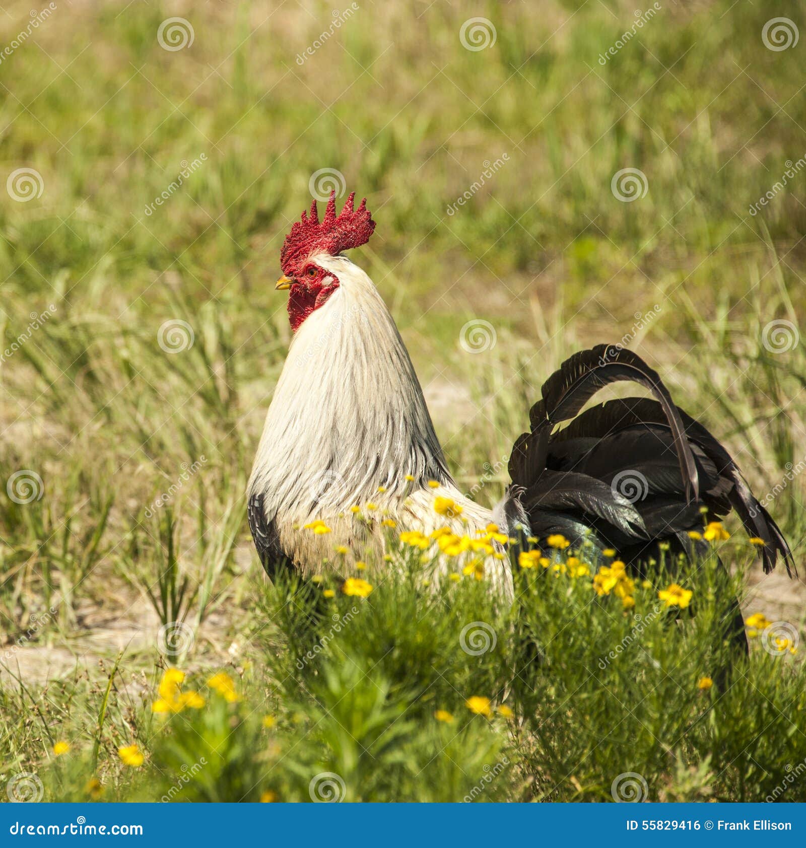 Rooster tail stock photo. Image of rosters, walking, farm 55829416