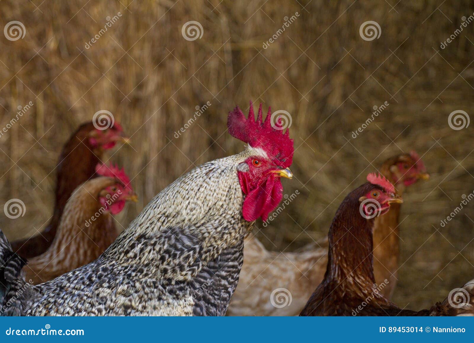 Rooster stock photo. Image of together, nature, group 89453014