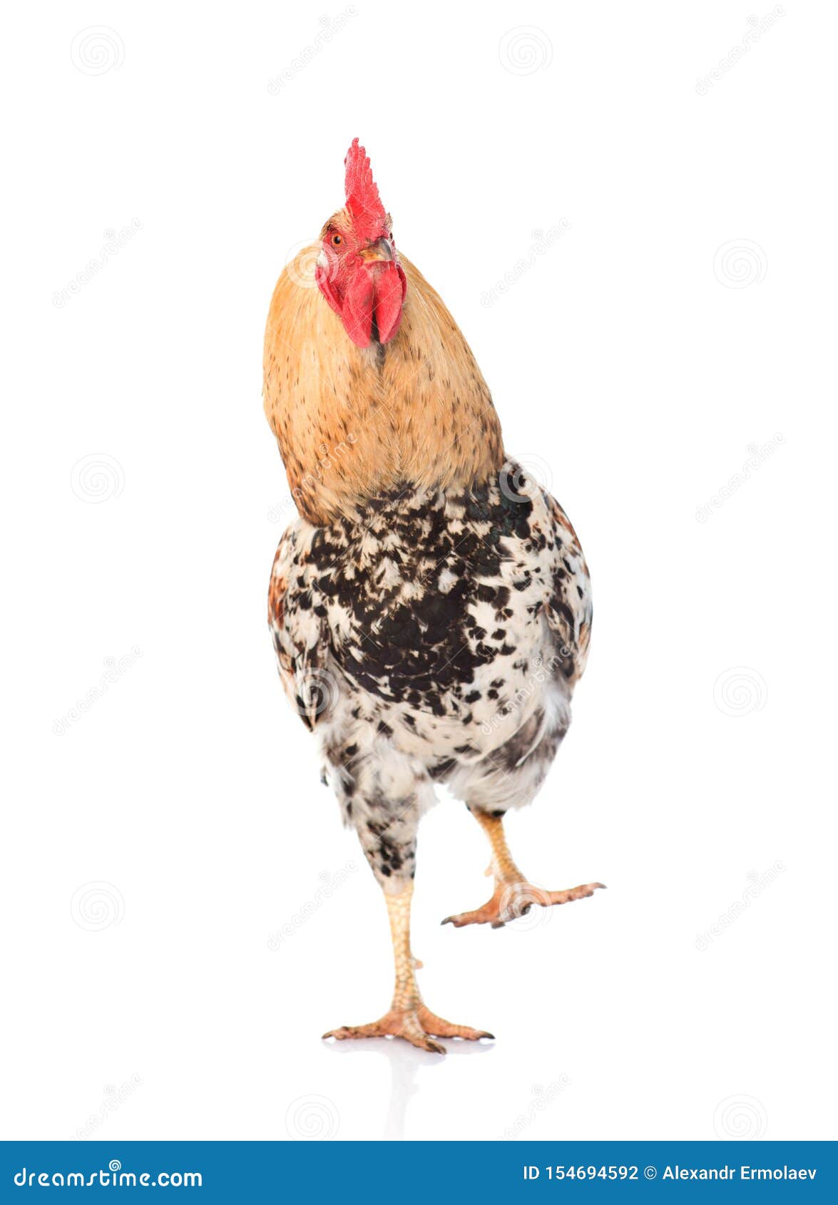 Rooster Walking Front View. Isolated On White Background Stock Photo