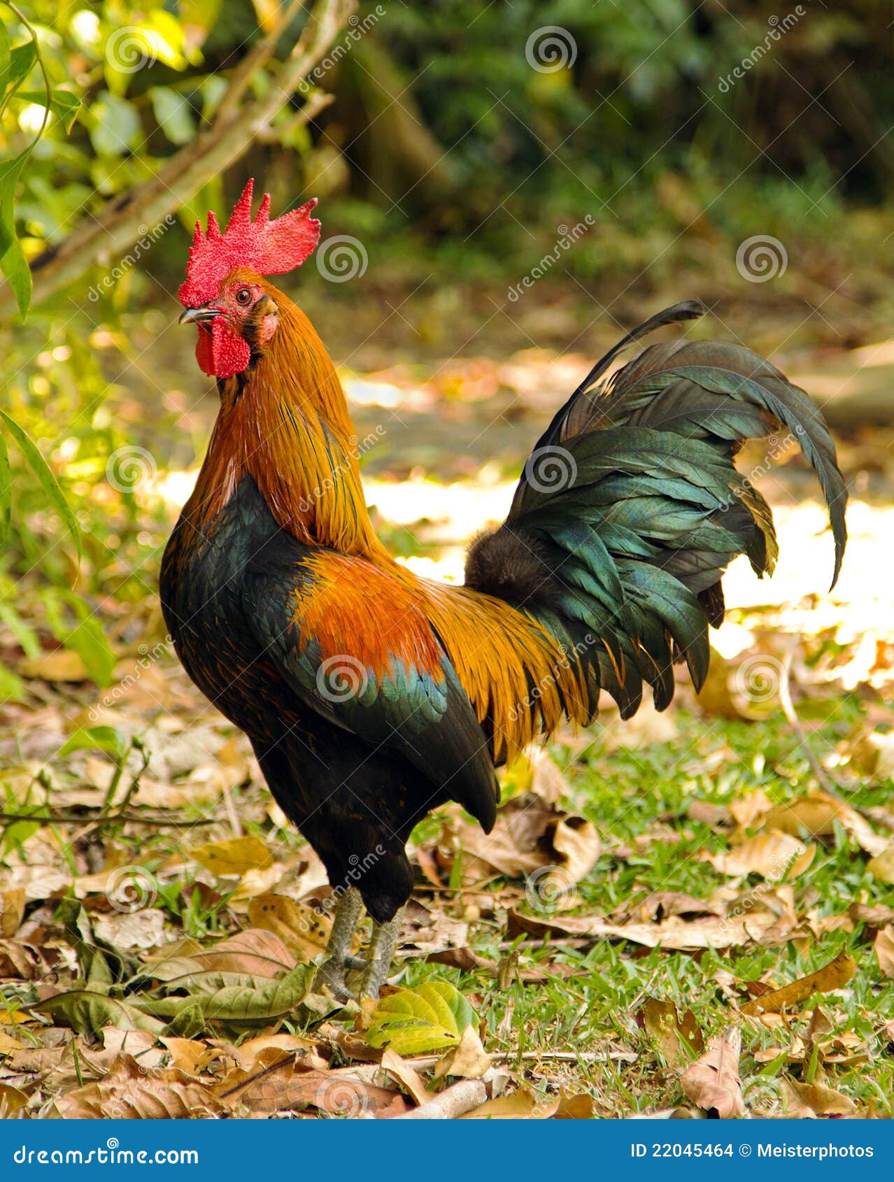 Rooster In Yard In Australia Stock Photo Image 22045464
