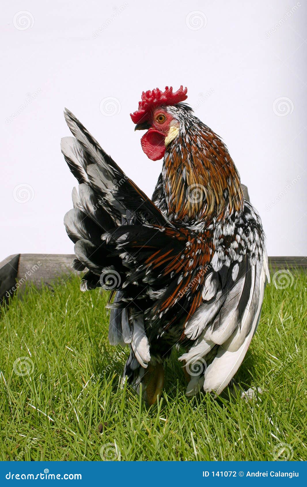 rooster002