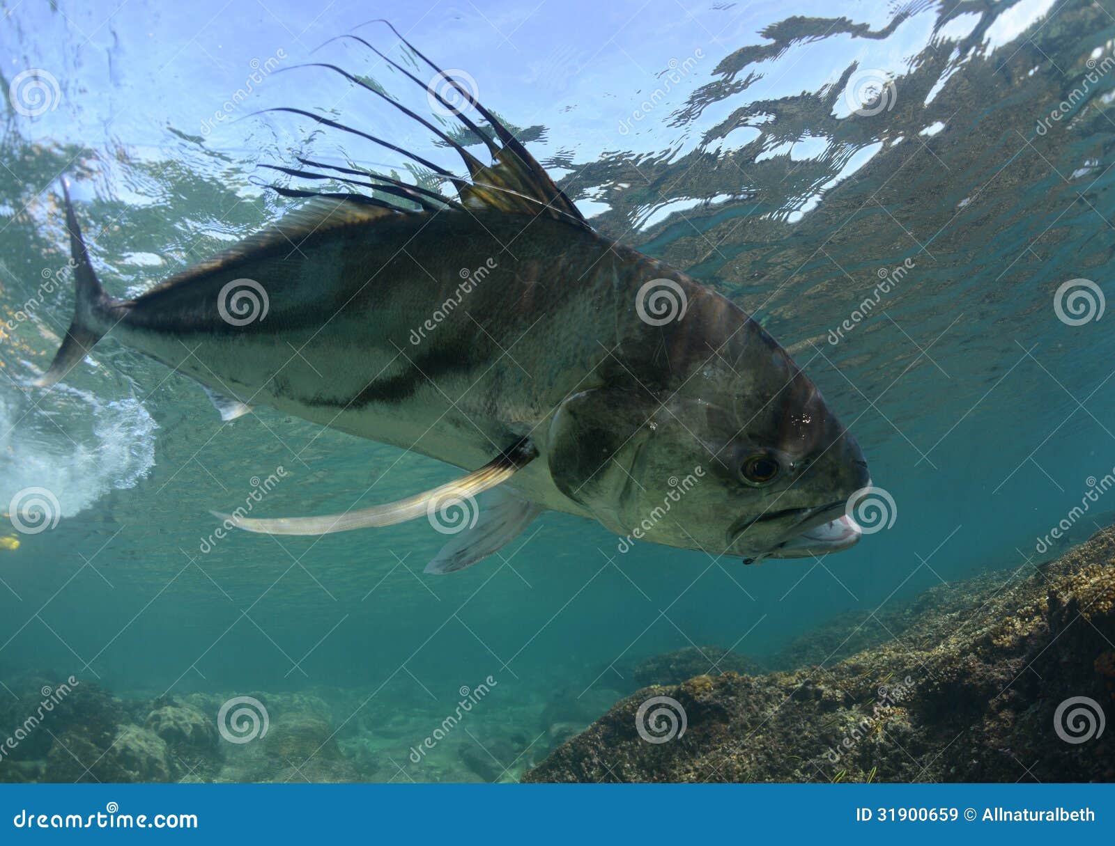 Roosterfish Caught on Hook and Fishing Line Underwater Stock Image