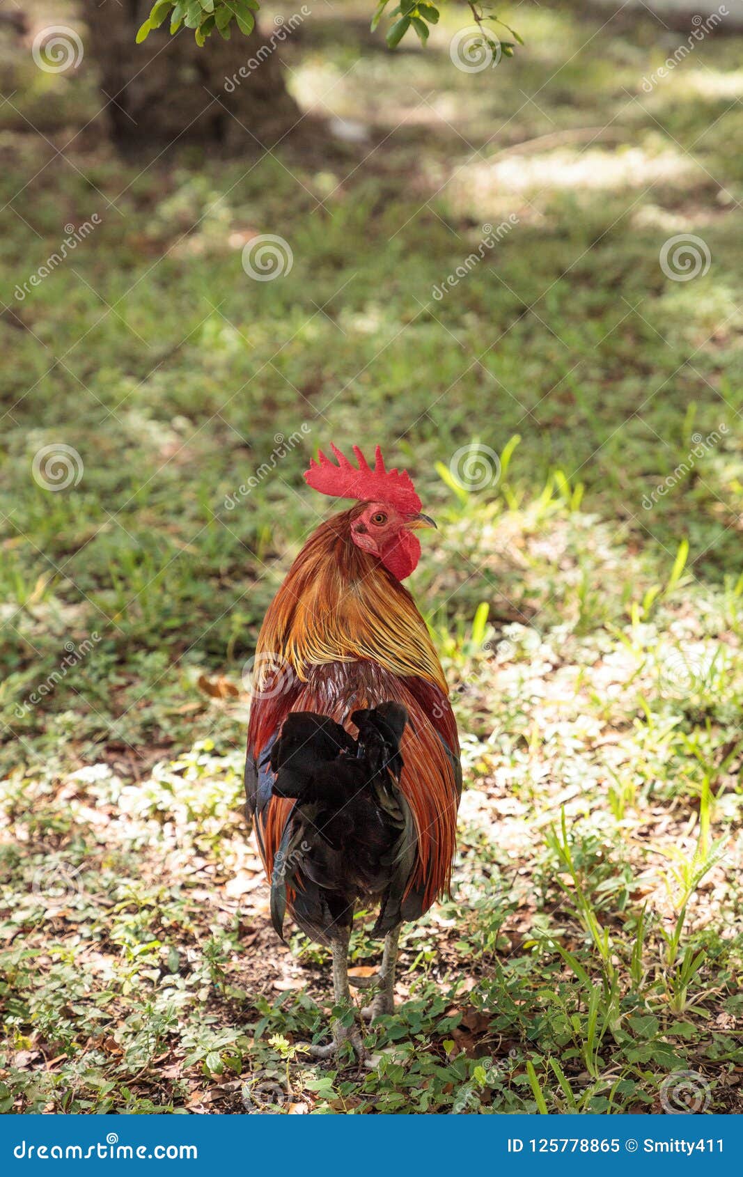 Roosters And Chickens, Called Gypsy Chickens Or Cubalaya ...