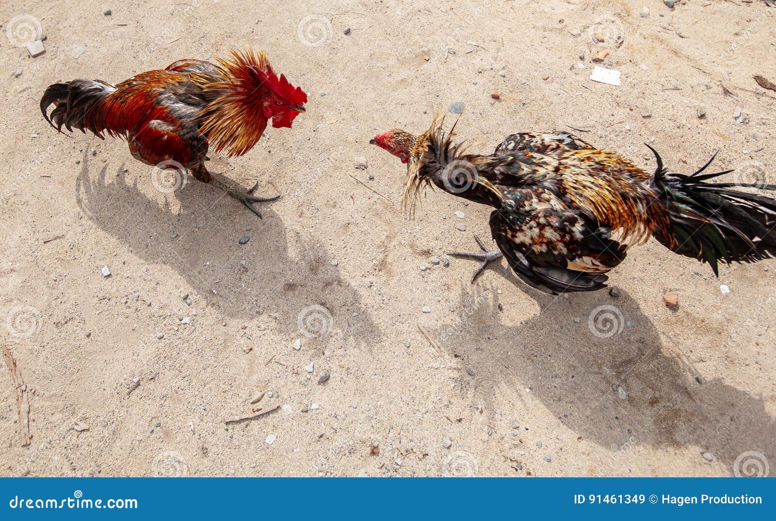 Roosters fight in Bali stock image. Image of fight, birds 91461349