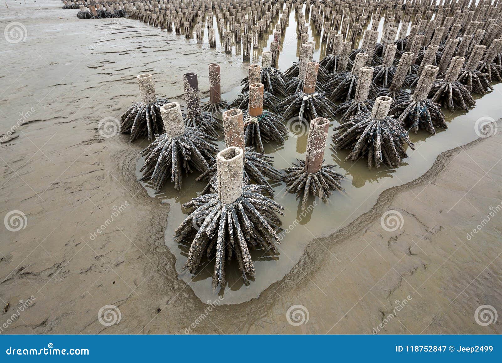 Root of the Artificial Mangrove. Stock Image Image of green, mangrove