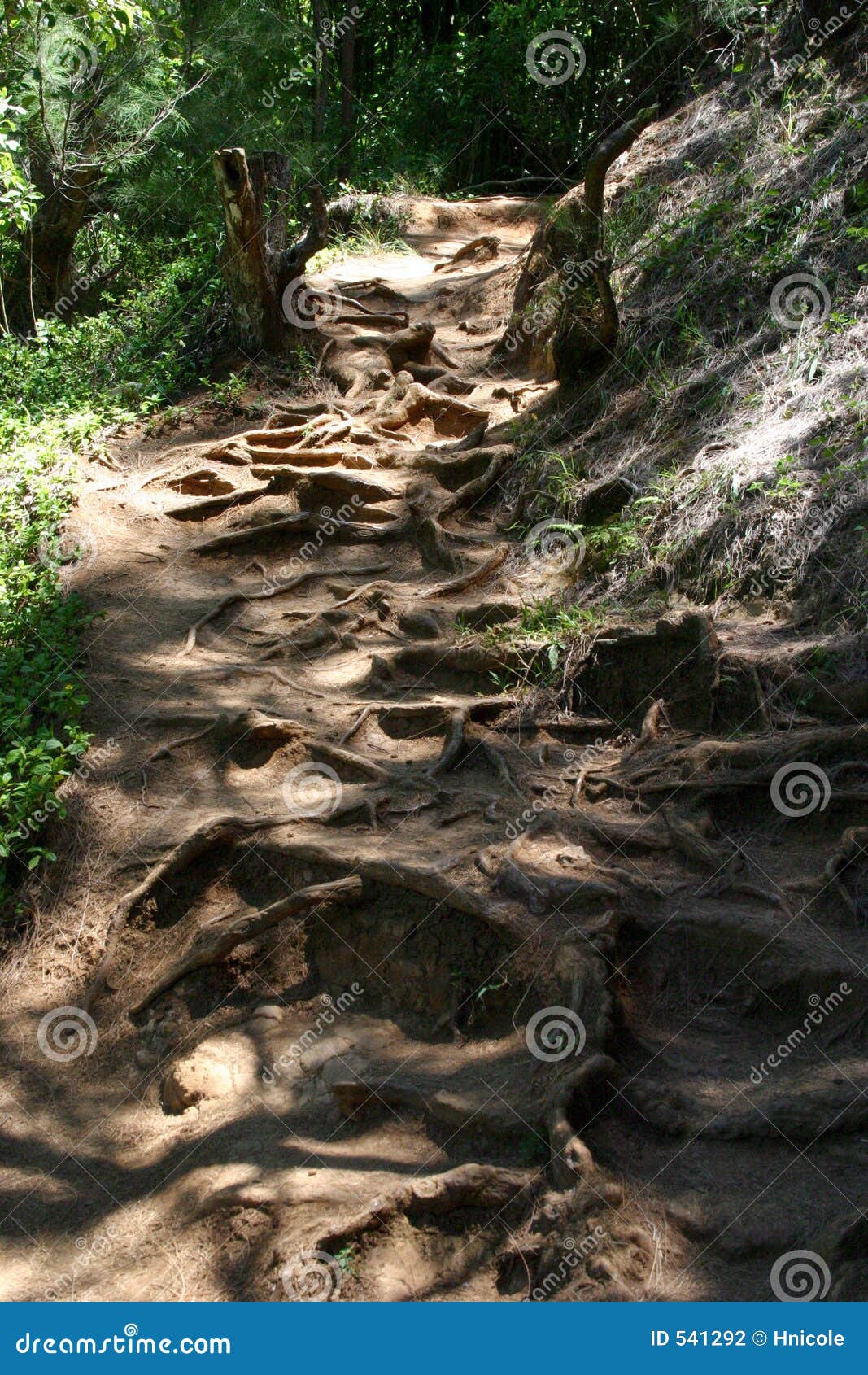 root-covered path
