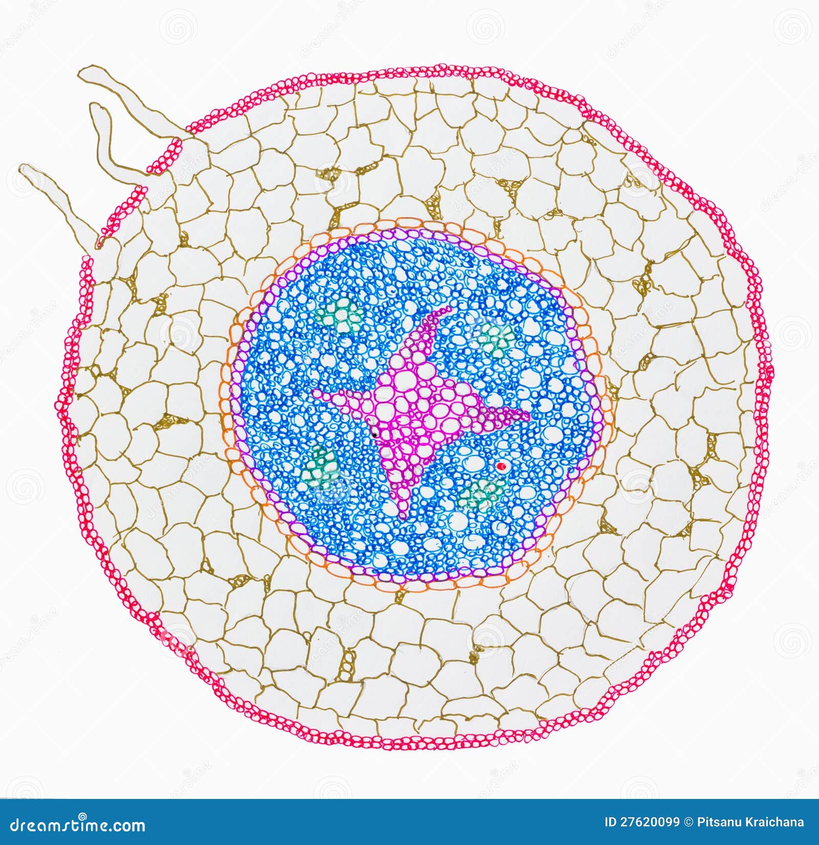 Root Cross Section Diagram