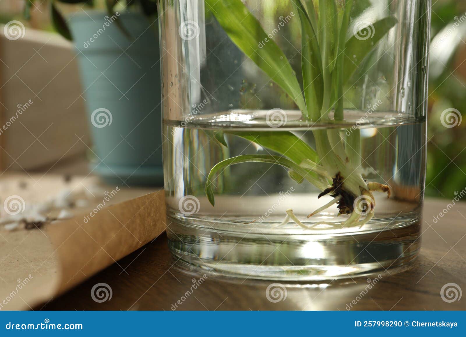 Root of Exotic House Plant in Water on Table, Closeup Stock Photo