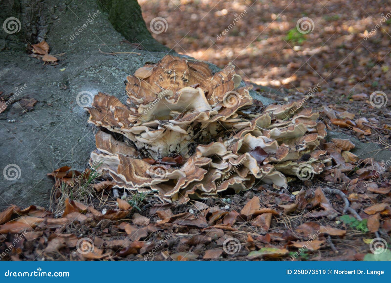 Root fungus on old tree stock image. Image of fungus 260073519