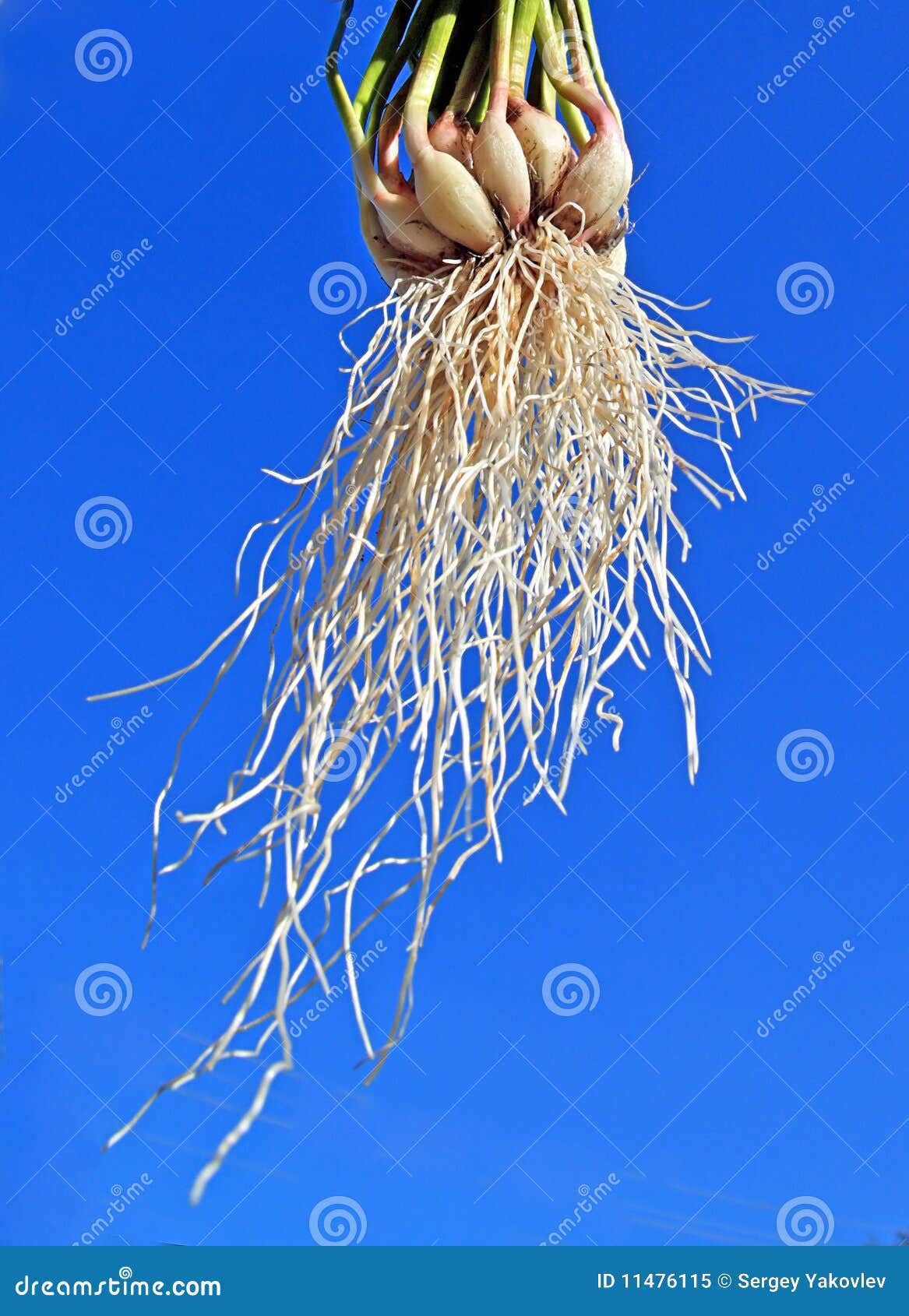 Root of the garlic stock image. Image of purple, dieting 11476115